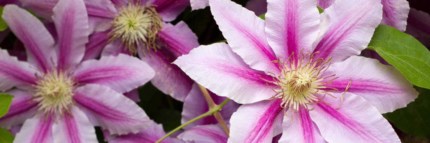 are clematis lilies safe for dogs