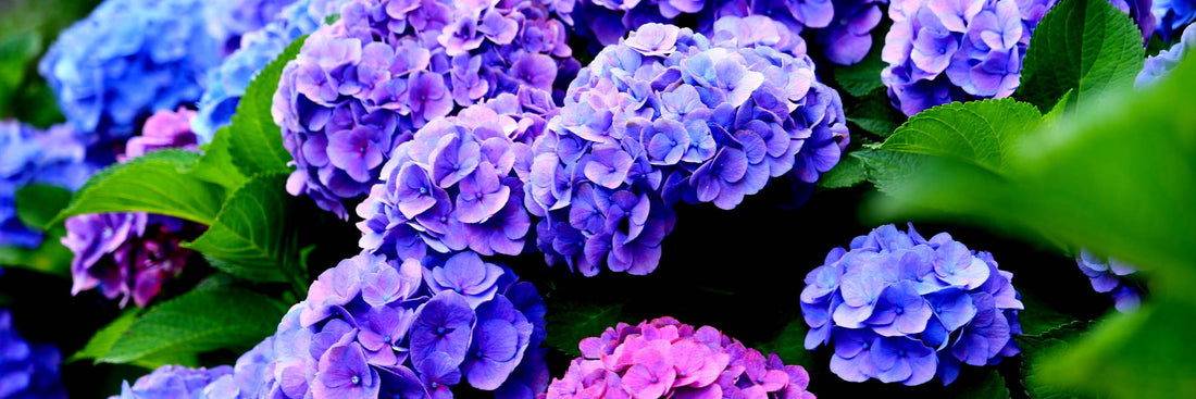 Why Your Hydrangeas Are Not Flowering