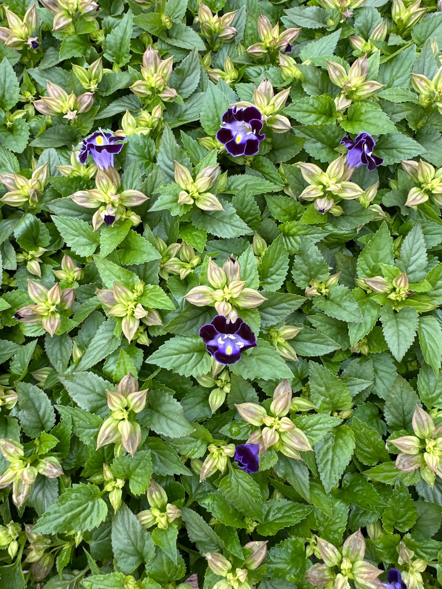 TORENIA HI-LITE DEEP BLUE - FLAT OF 48 PLANTS