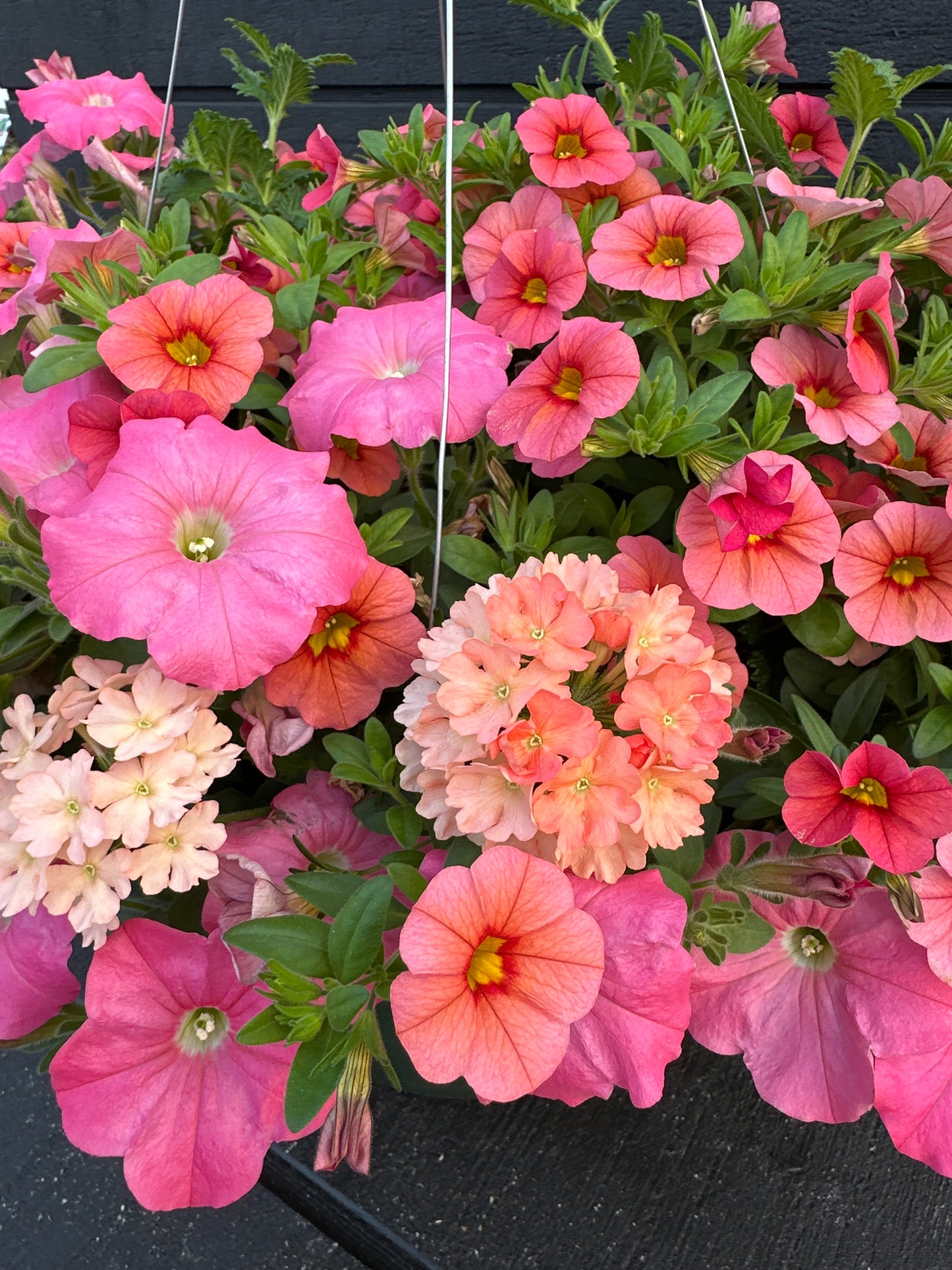 COMBO ACAPULCO SUN - 12" HANGING BASKET