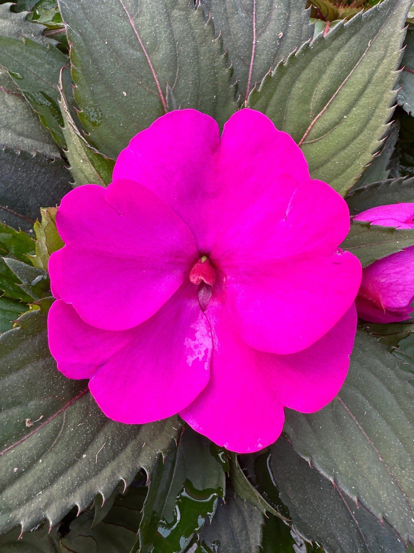 SUNPATIENS COMPACT PURPLE - 4" POT