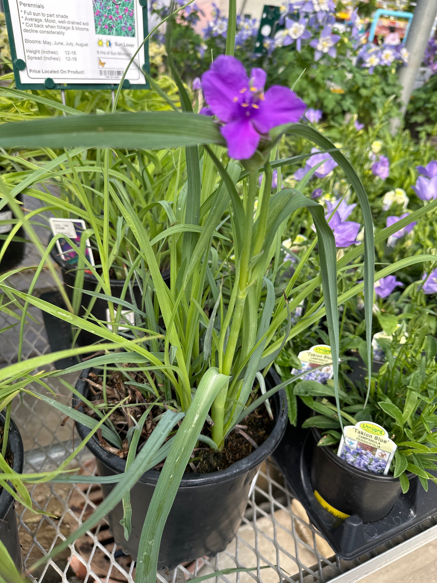 TRADESCANTIA 'CONCORD GRAPE'