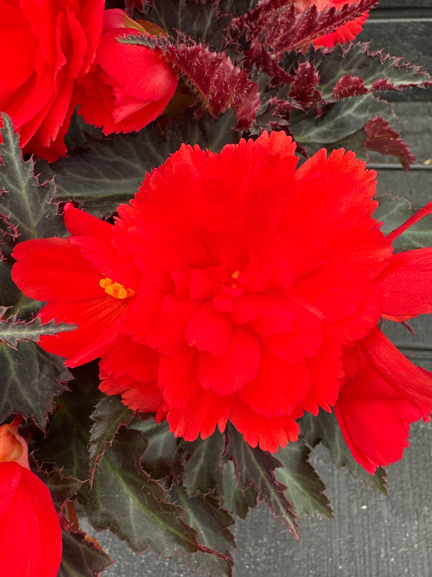 BEGONIA ICONIA PORTOFINO HOT CORAL - 10'' HANGING BASKET