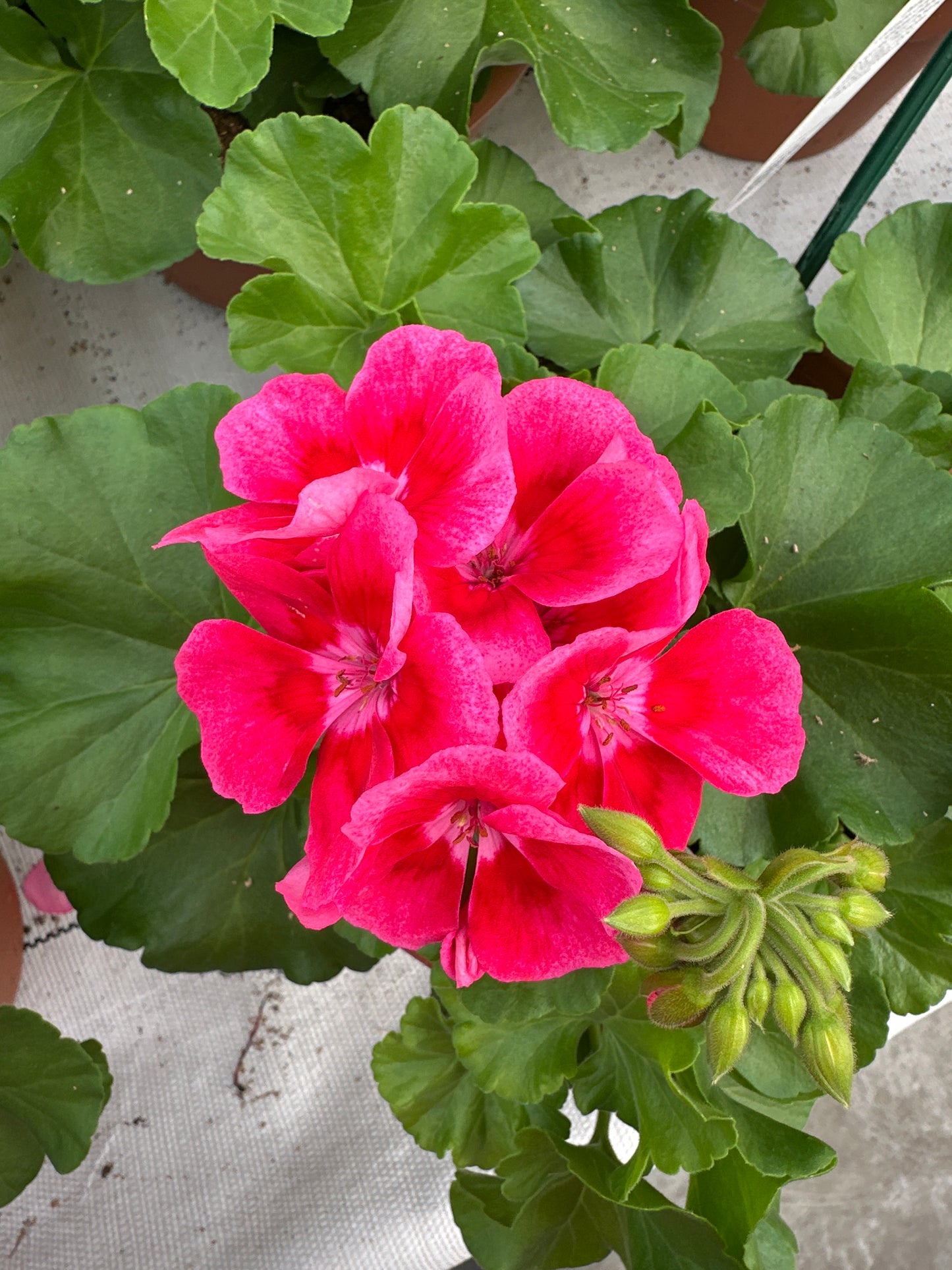 GERANIUM CALLIOPE MEDIUM ROSE MEGA SPLASH - 8" POT