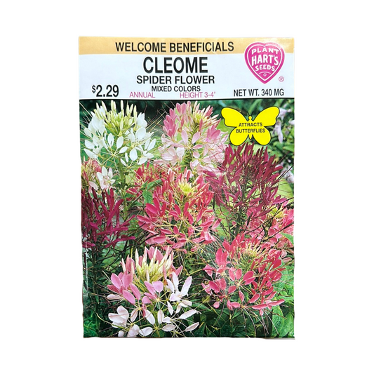 Cleome Mixed Colors (Spider Flower)