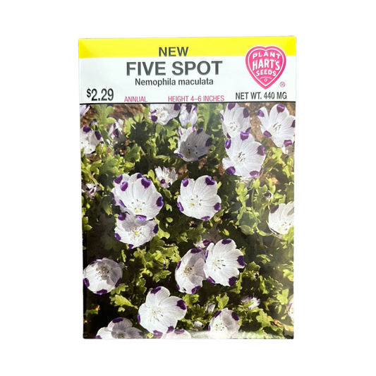 Five-Spot (Nemophila maculata)
