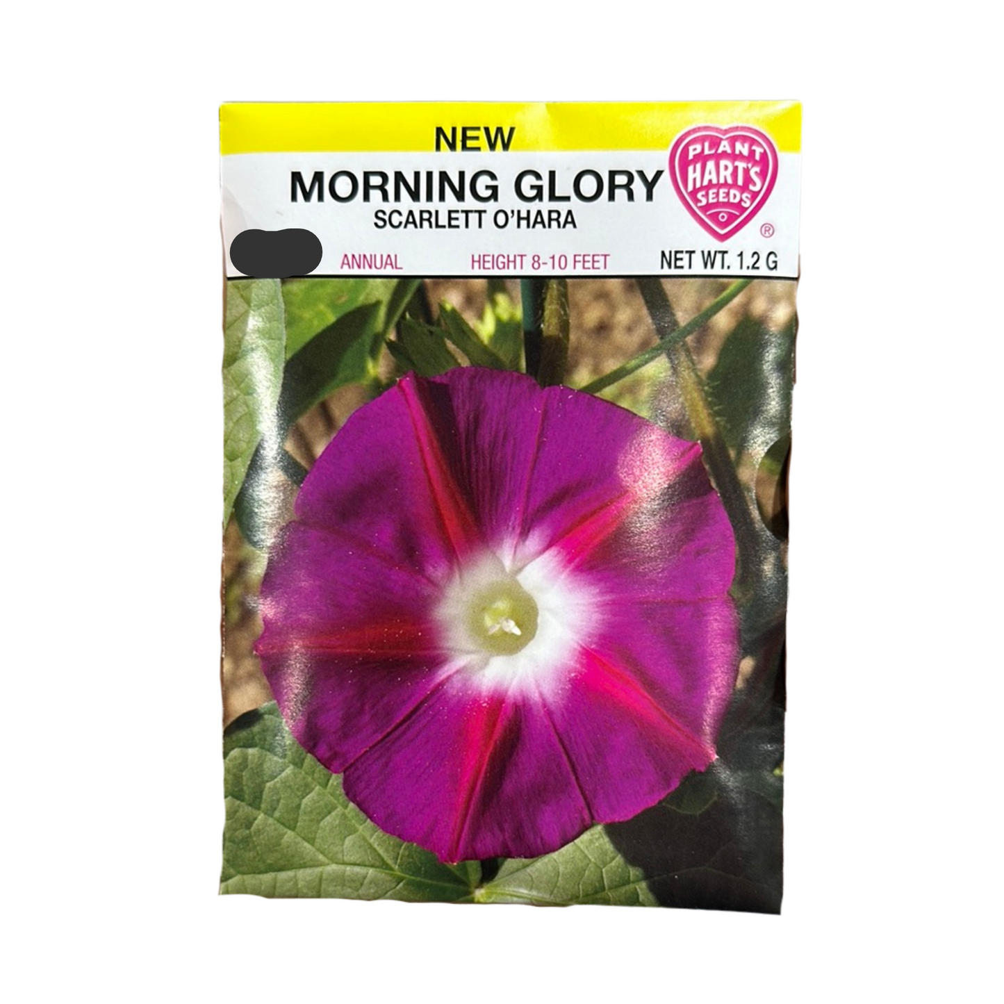 Morning Glory Scarlet O'Hara