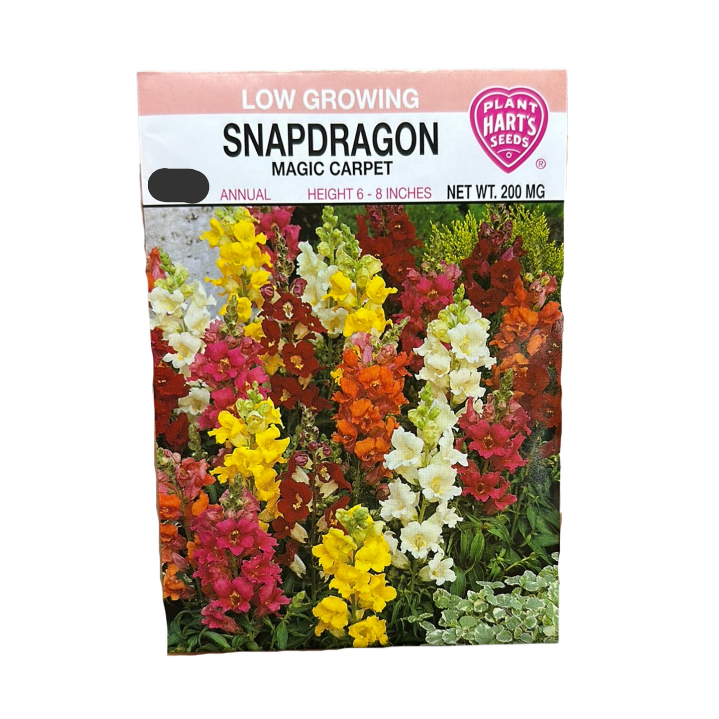 Snapdragon Magic Carpet