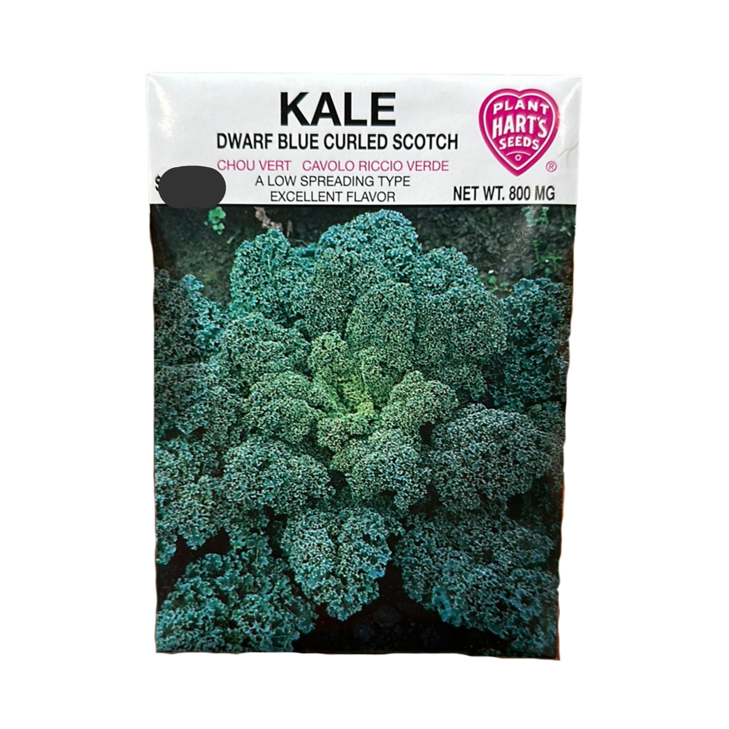 Kale Blue Curled