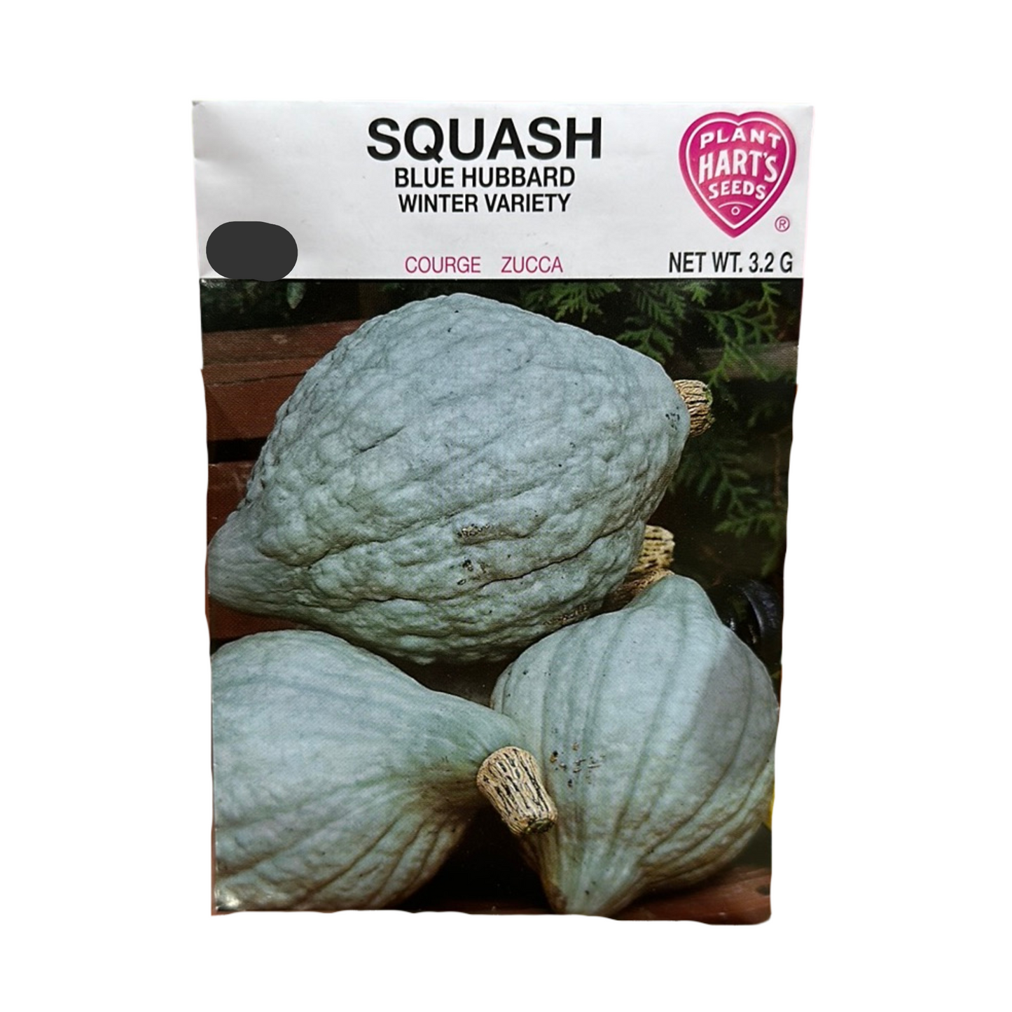 Squash Blue Hubbard