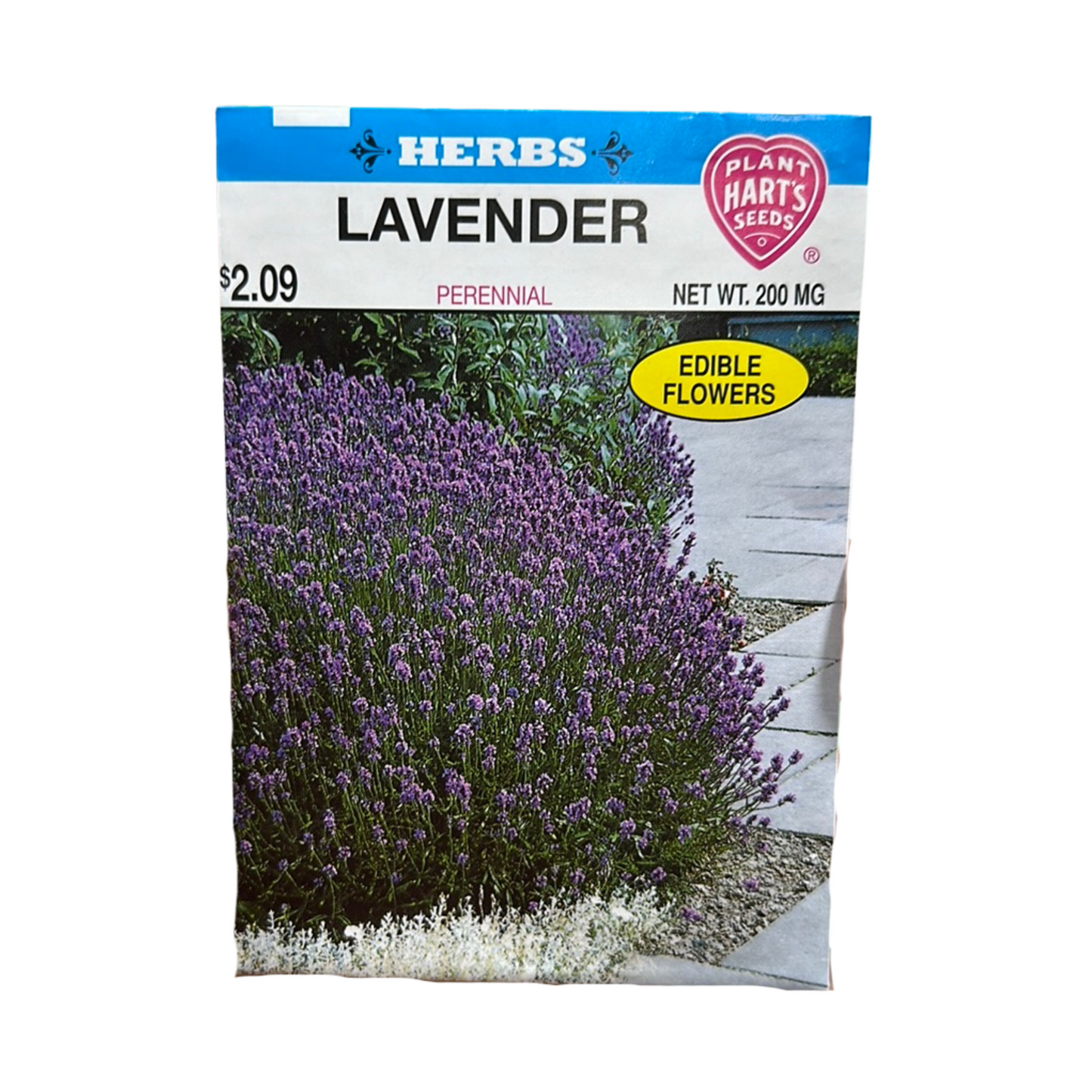 Herb Lavender
