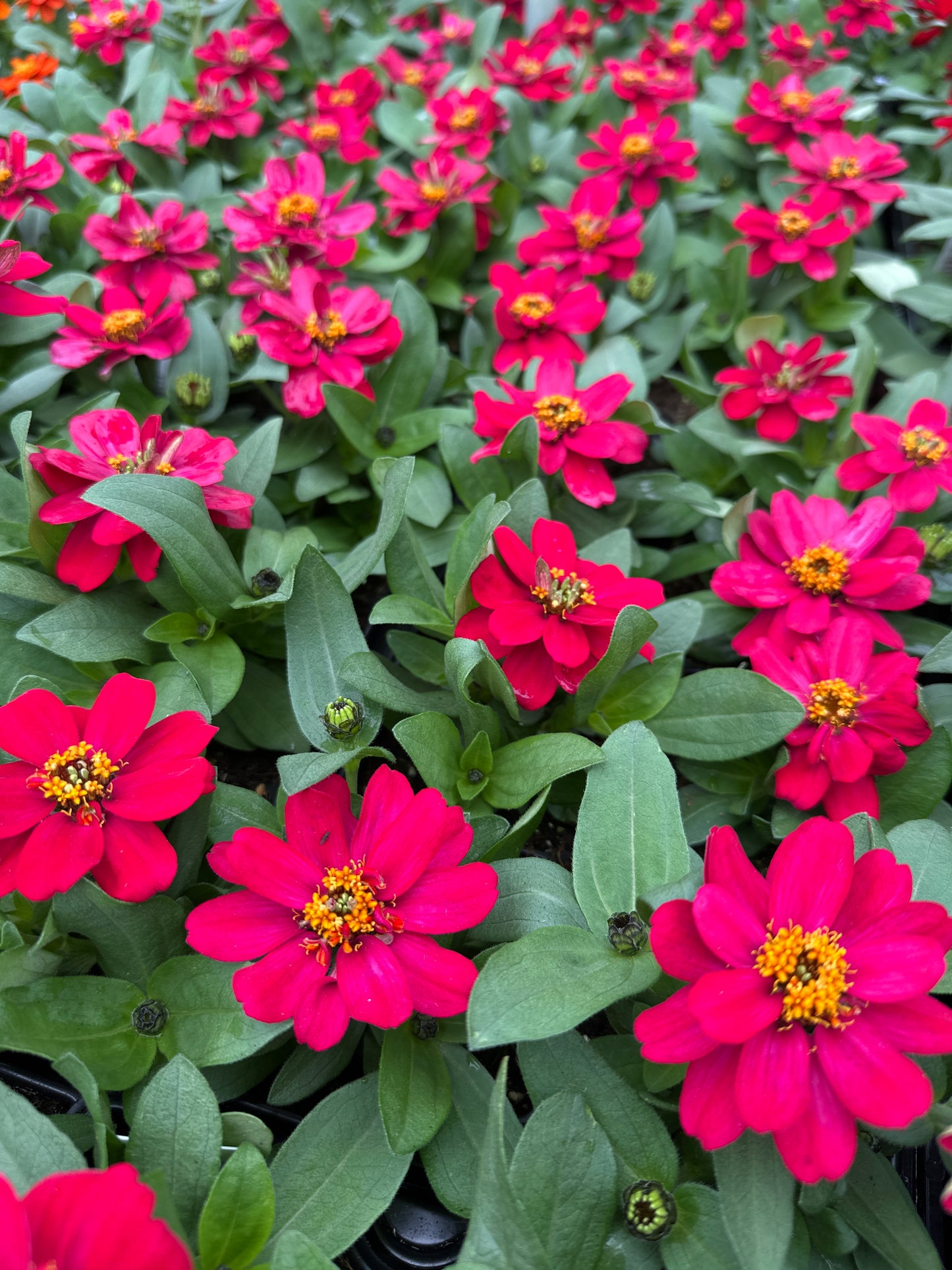 ZINNIA PROFUSION DOUBLE HOT CHERRY - JUMBO 6 PACK