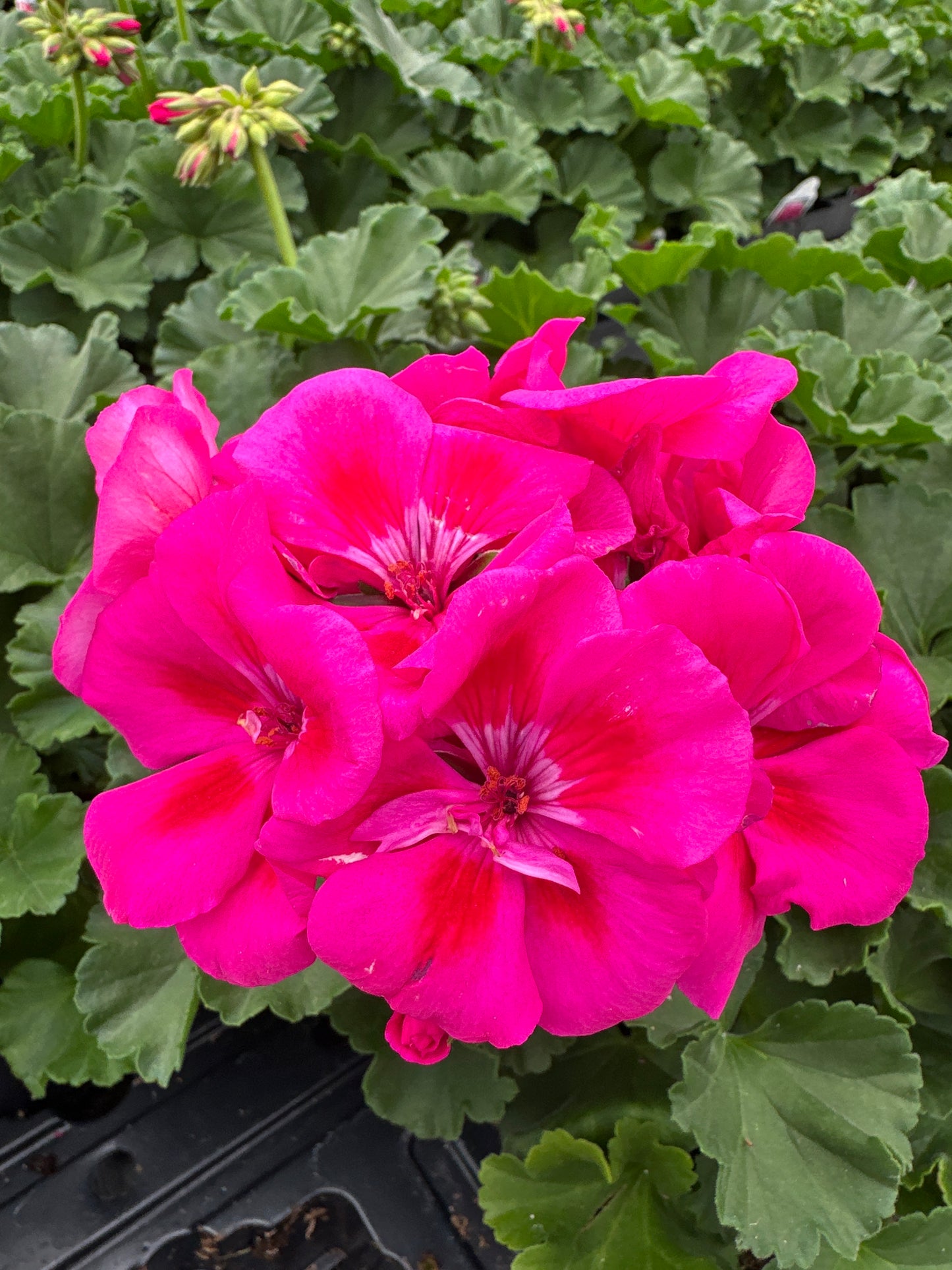 GERANIUM FANTASIA PURPLE SIZZLE - 4" POT