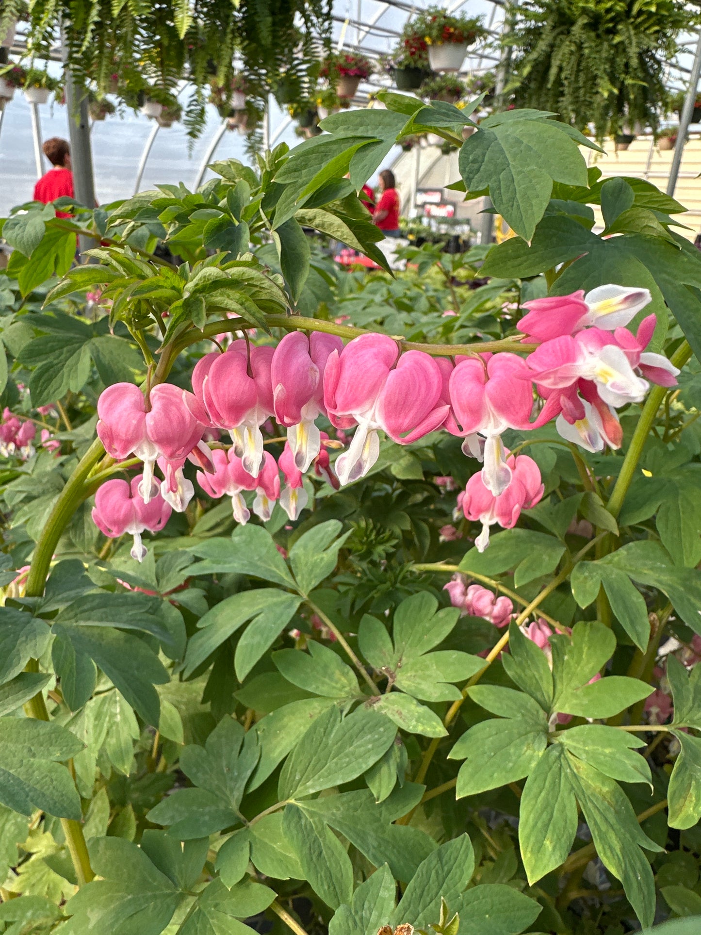 Dicentra spectabilis