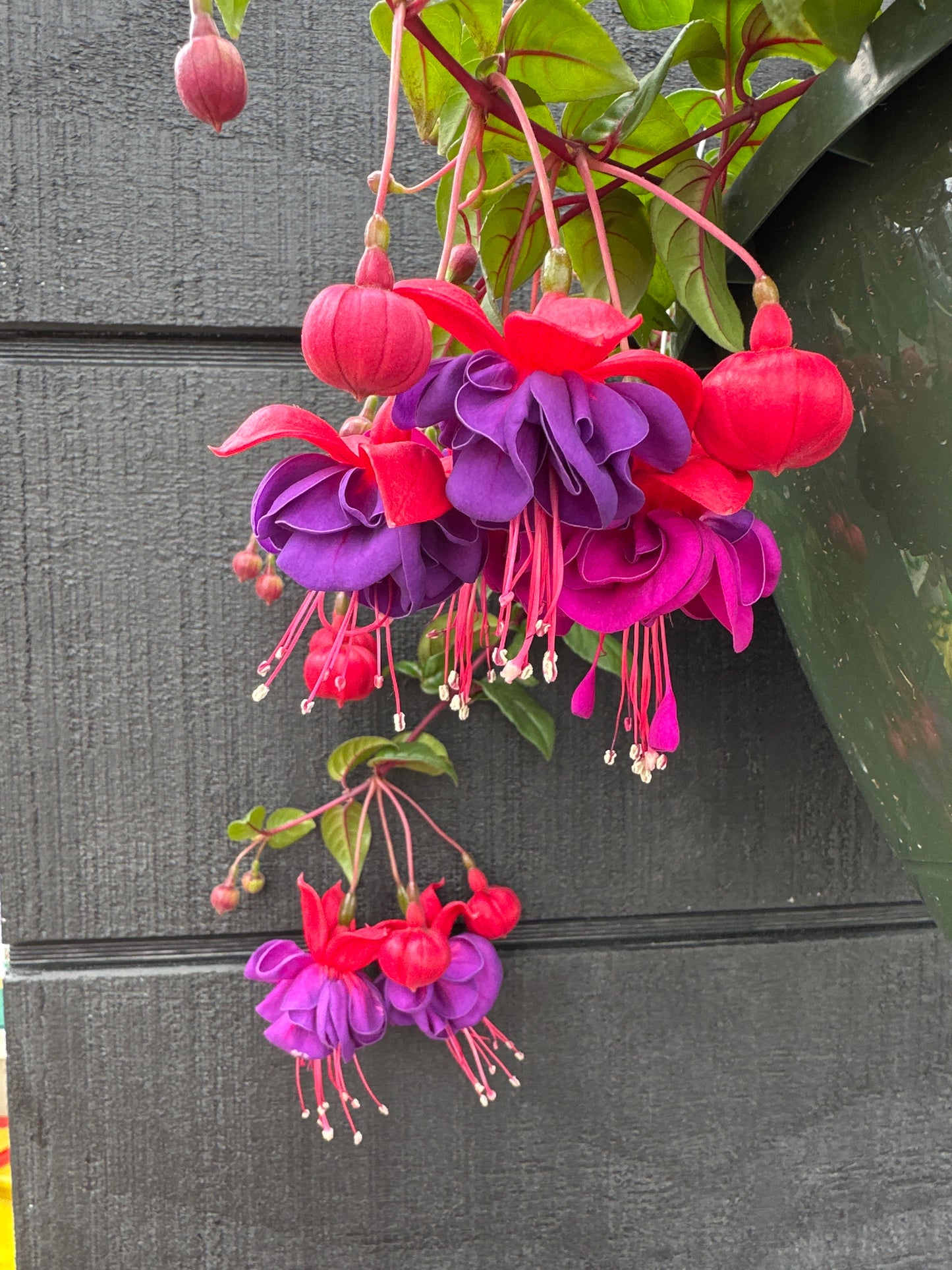 FUCHSIA DARK EYES - 10" HANGING BASKET