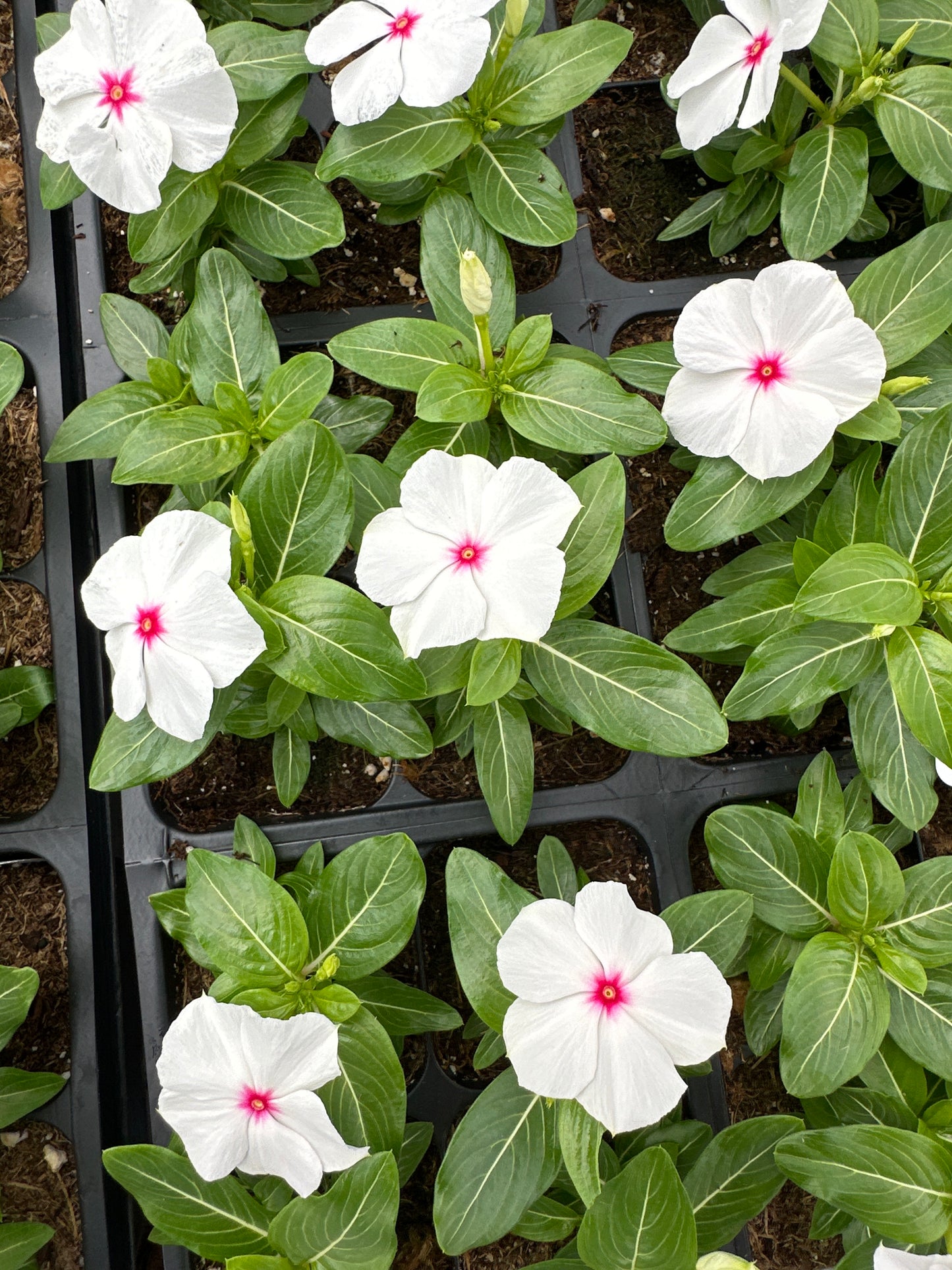 PERIWINKLE VINCA CORA XDR POLKA DOT - FLAT OF 32 PLANTS