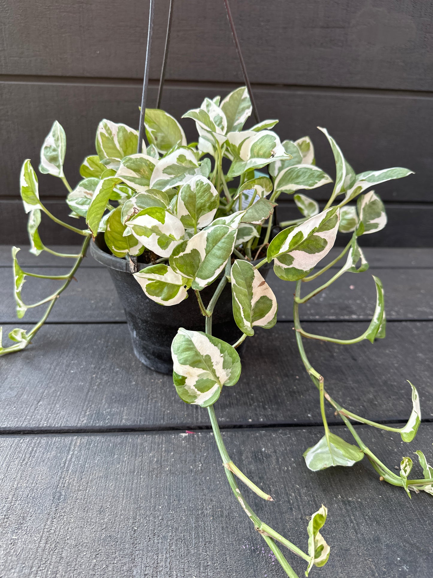 8" Epipremnum Pearls N Jade Hanging Basket