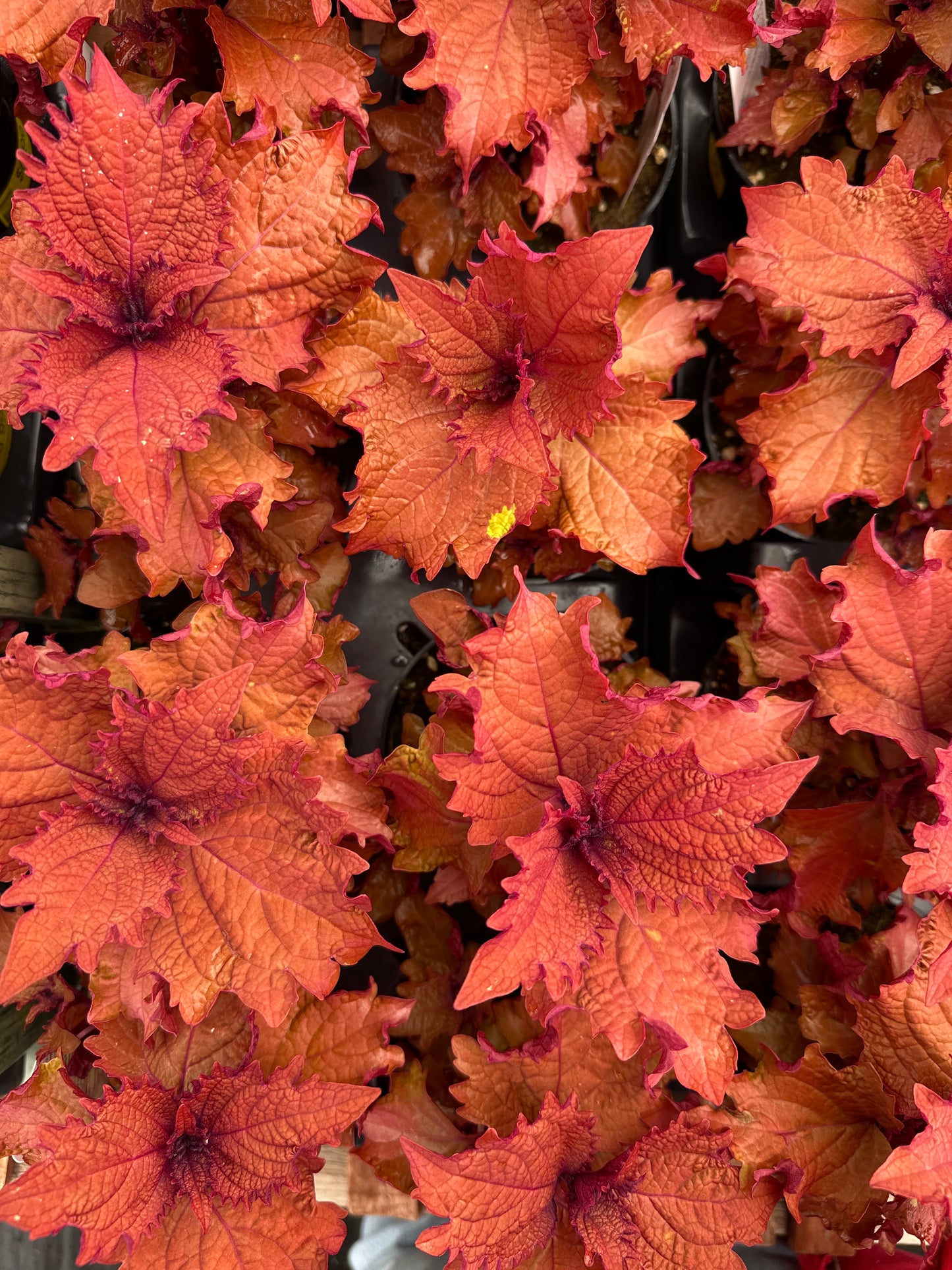 COLEUS HENNA - 4" POT