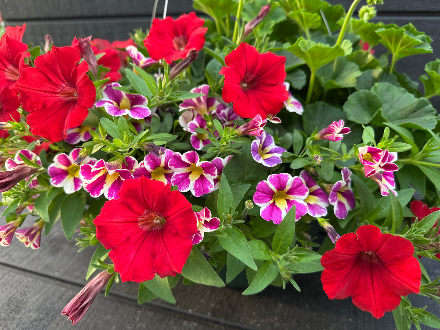 BASKET #27 - 12'' HANGING BASKET