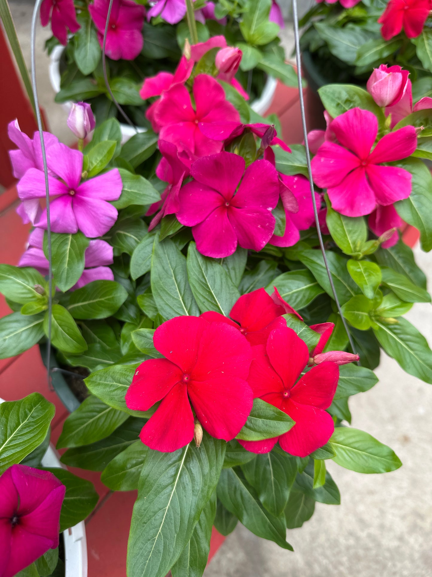 PERIWINKLE VINCA TITAN CLEAR MIX - 10" HANGING BASKET