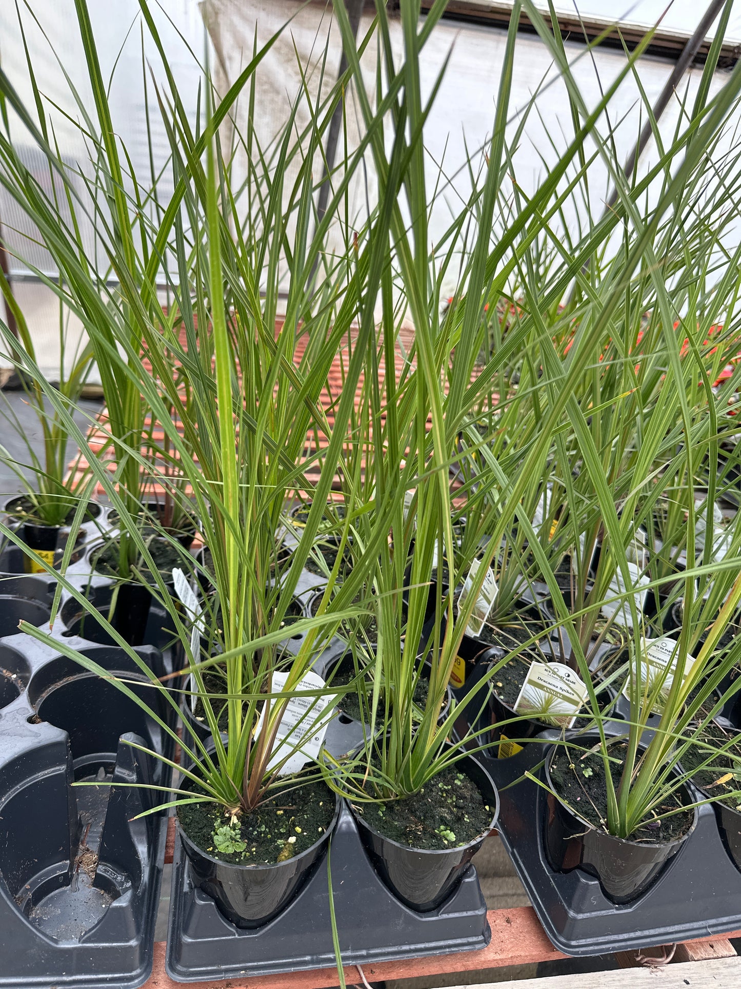 SPIKE DRACAENA - 4" POT