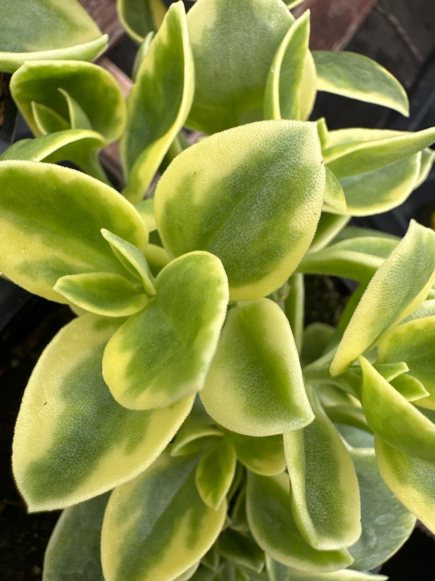 DOROTHEANTHUS MEZOO TRAILING RED - 4" POT