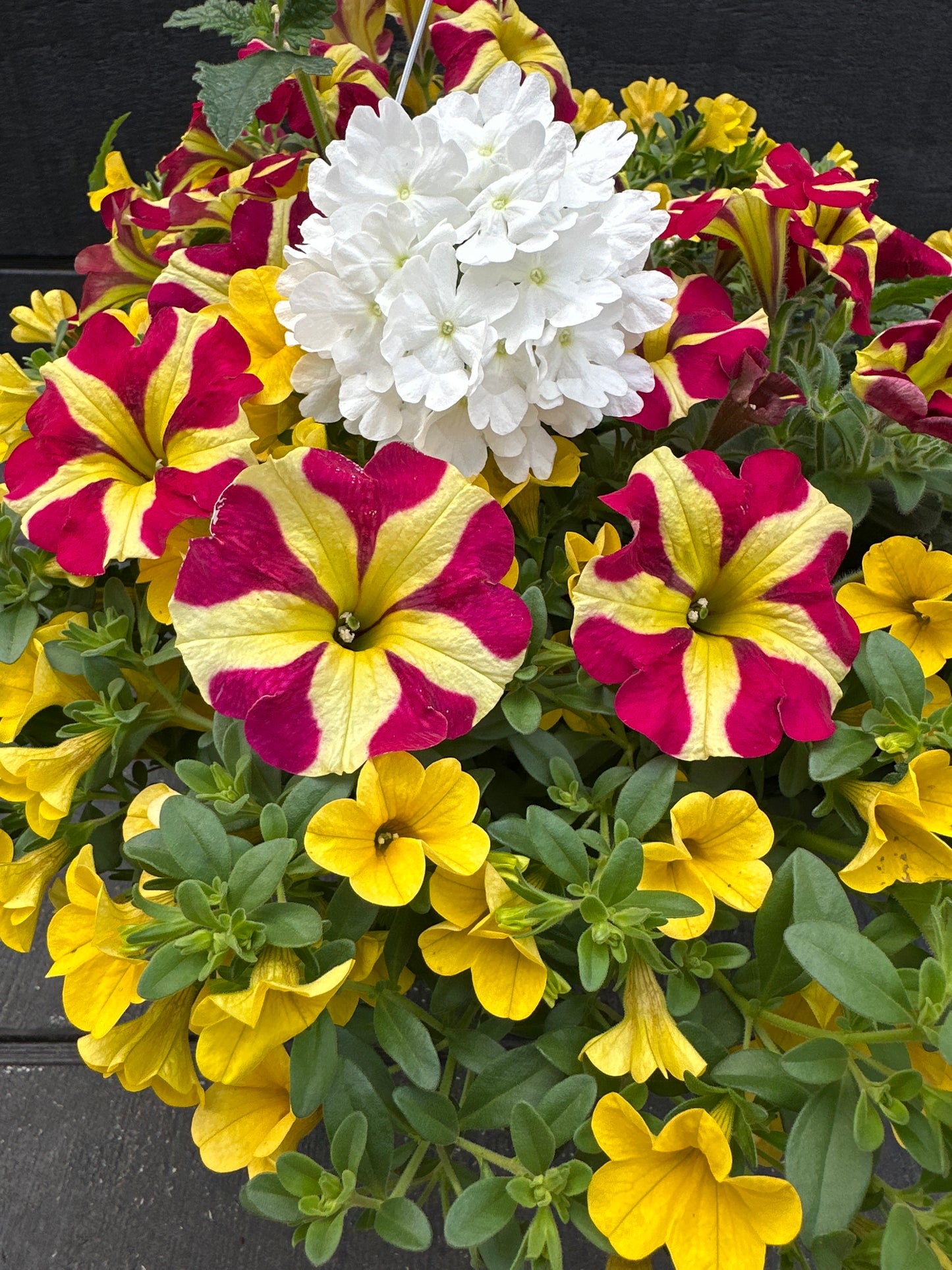 BASKET #26 - 10'' HANGING BASKET