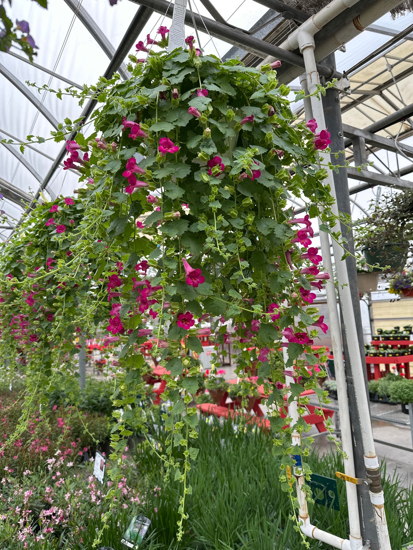 LOPHOSPERMUM COMPACT ROSE - 10" HANGING BASKET