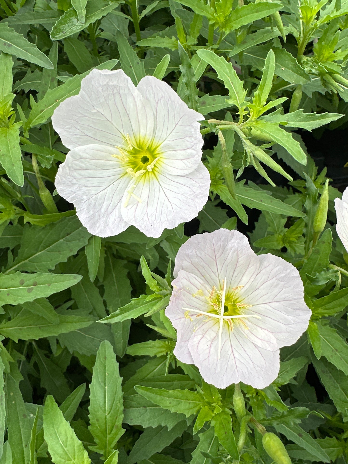 OENOTHERA SISKIYOU PINK - QUART POT