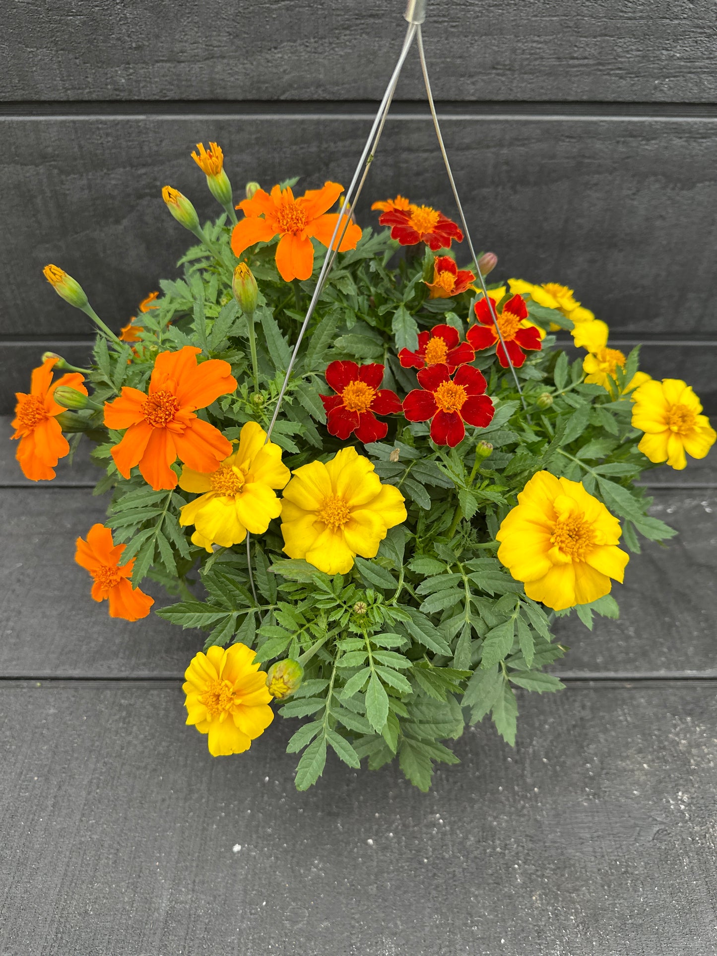 MARIGOLD DISCO MIX - 8" HANGING BASKET