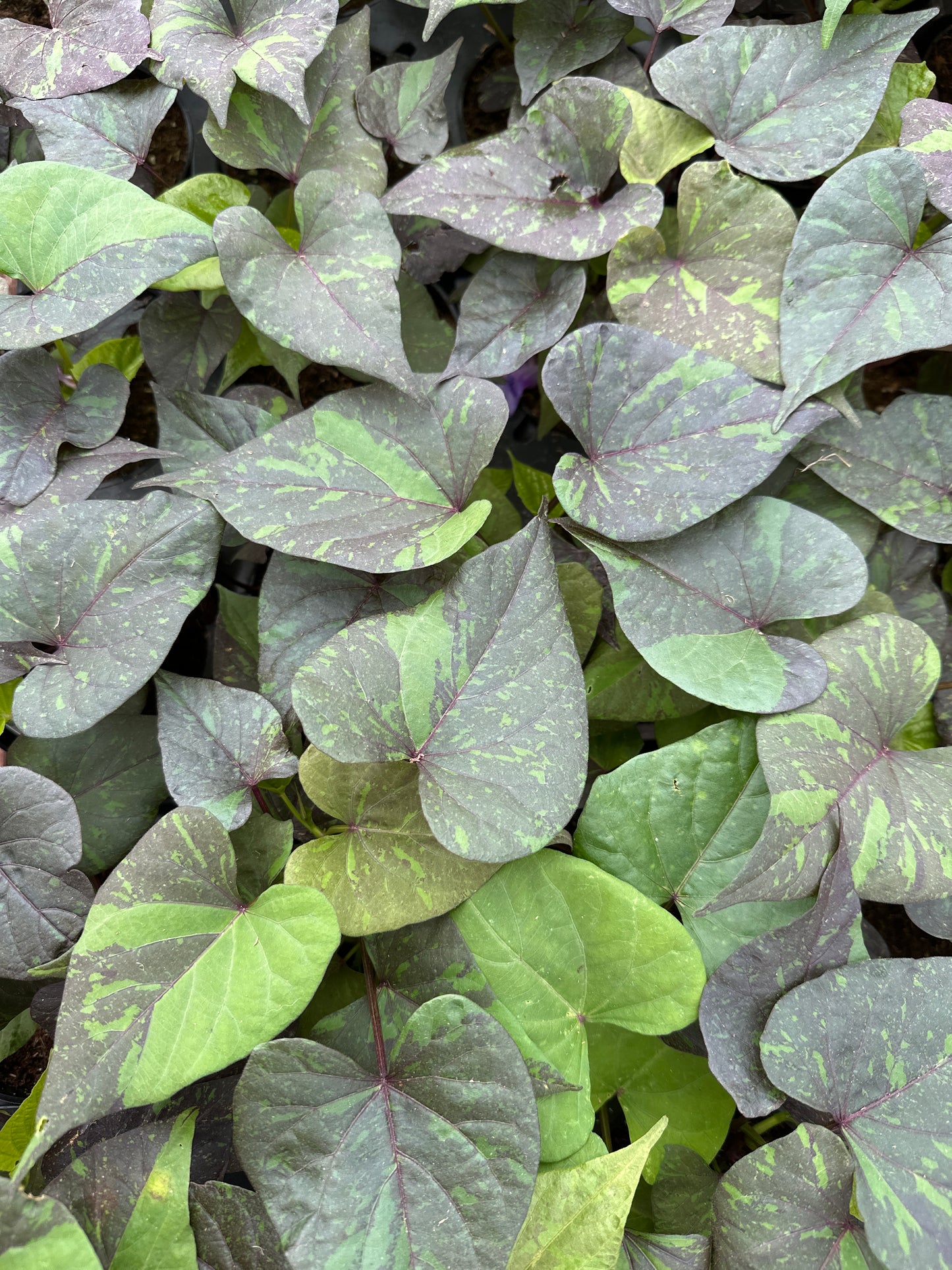 IPOMOEA KELLY RAY - 4" POT