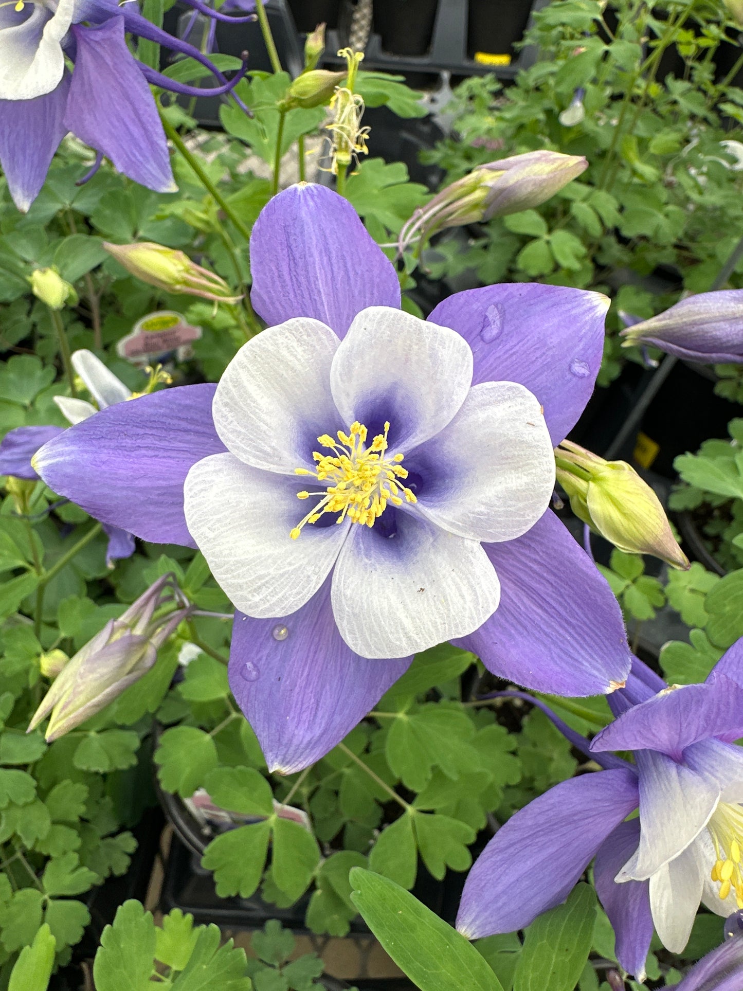Aquilegia Early Bird™ 'Blue & White'