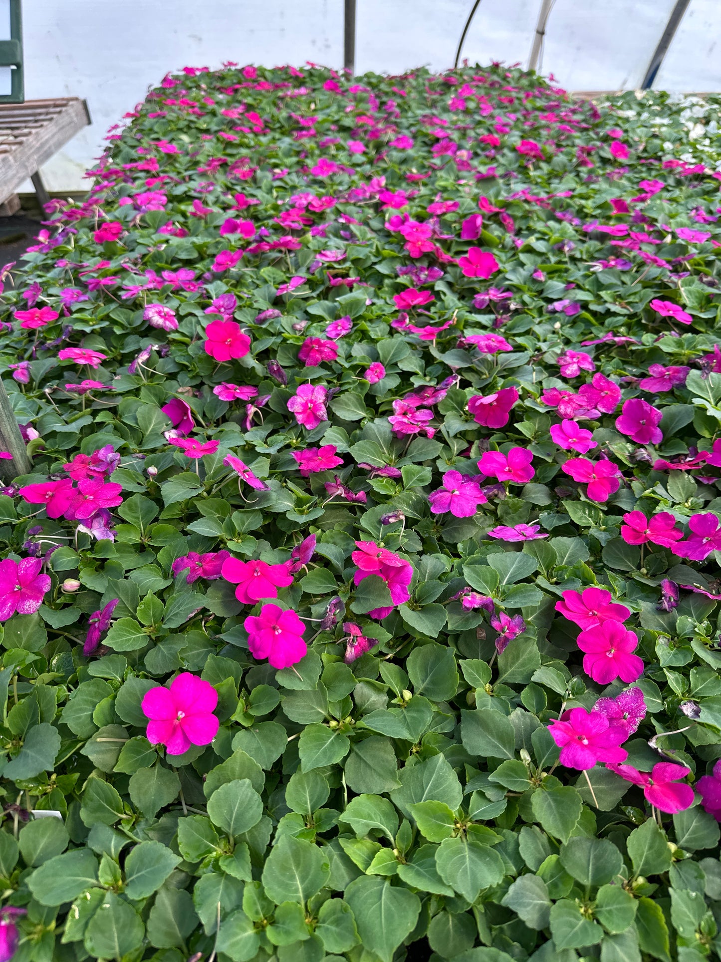 IMPATIENS BEACON VIOLET - FLAT OF 32 PLANTS