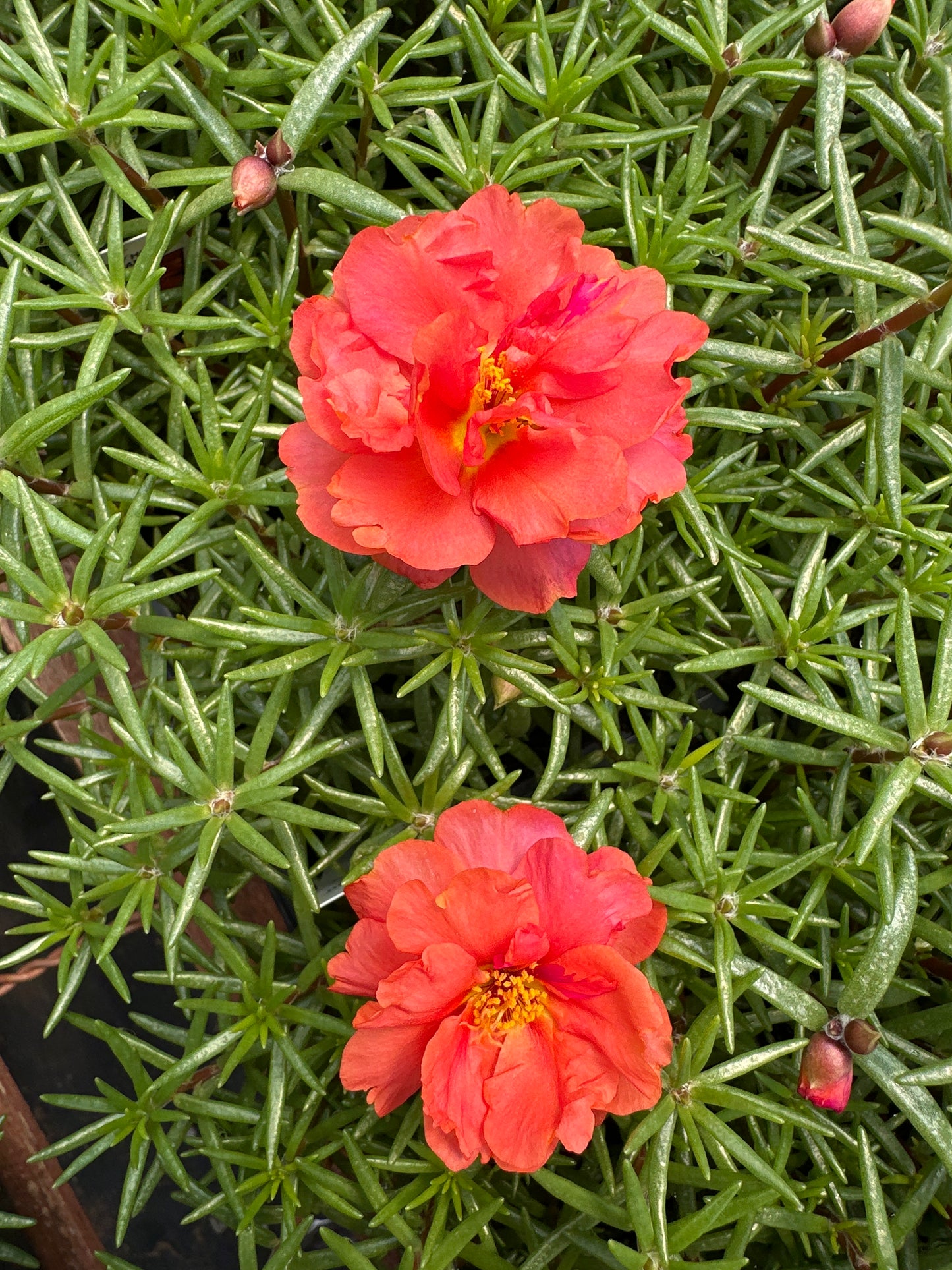PORTULACA HAPPY HOUR ORANGE - FLAT OF 48 PLANTS