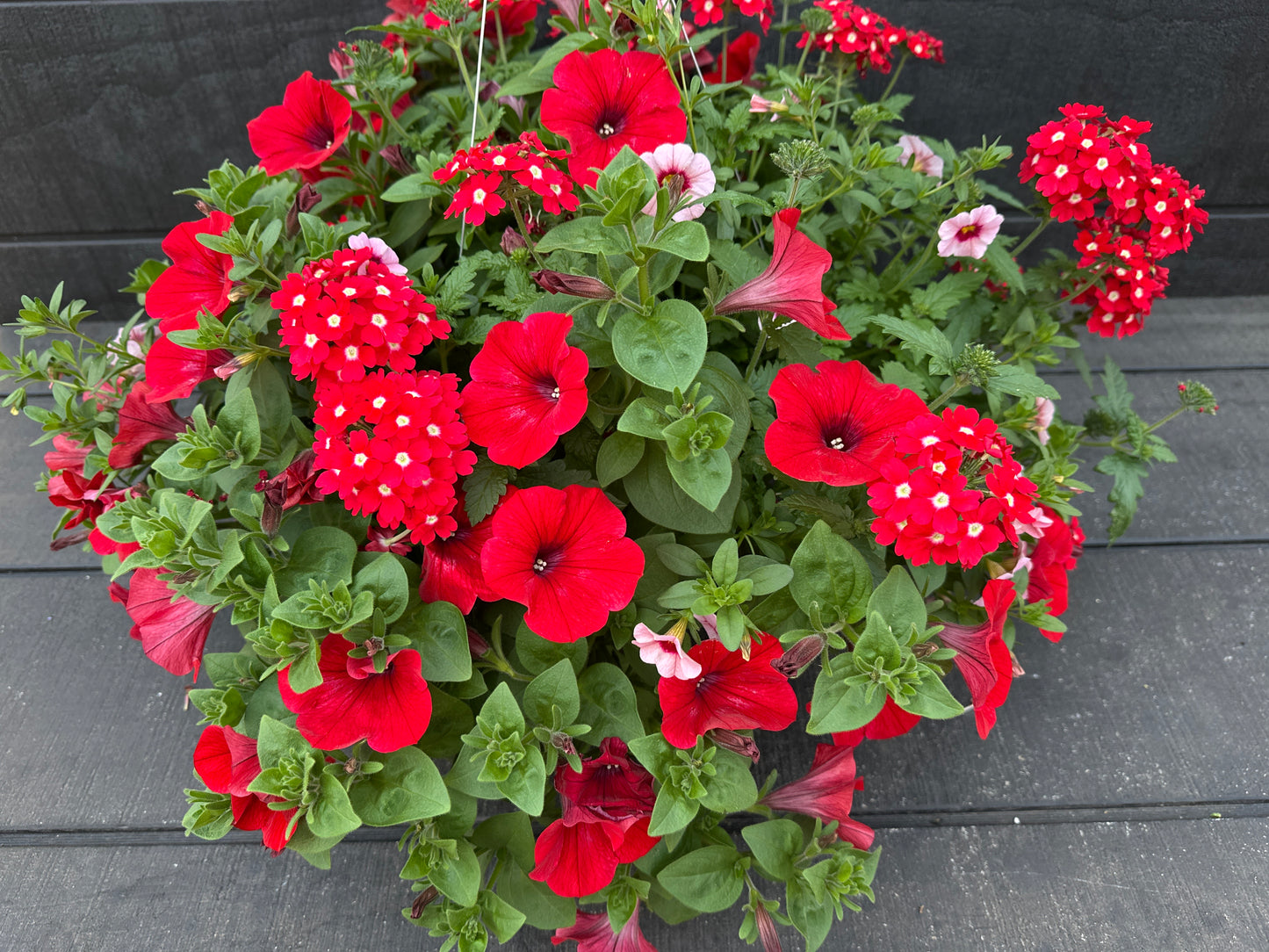 COMBO GLAMOUR GIRL - 10'' HANGING BASKET