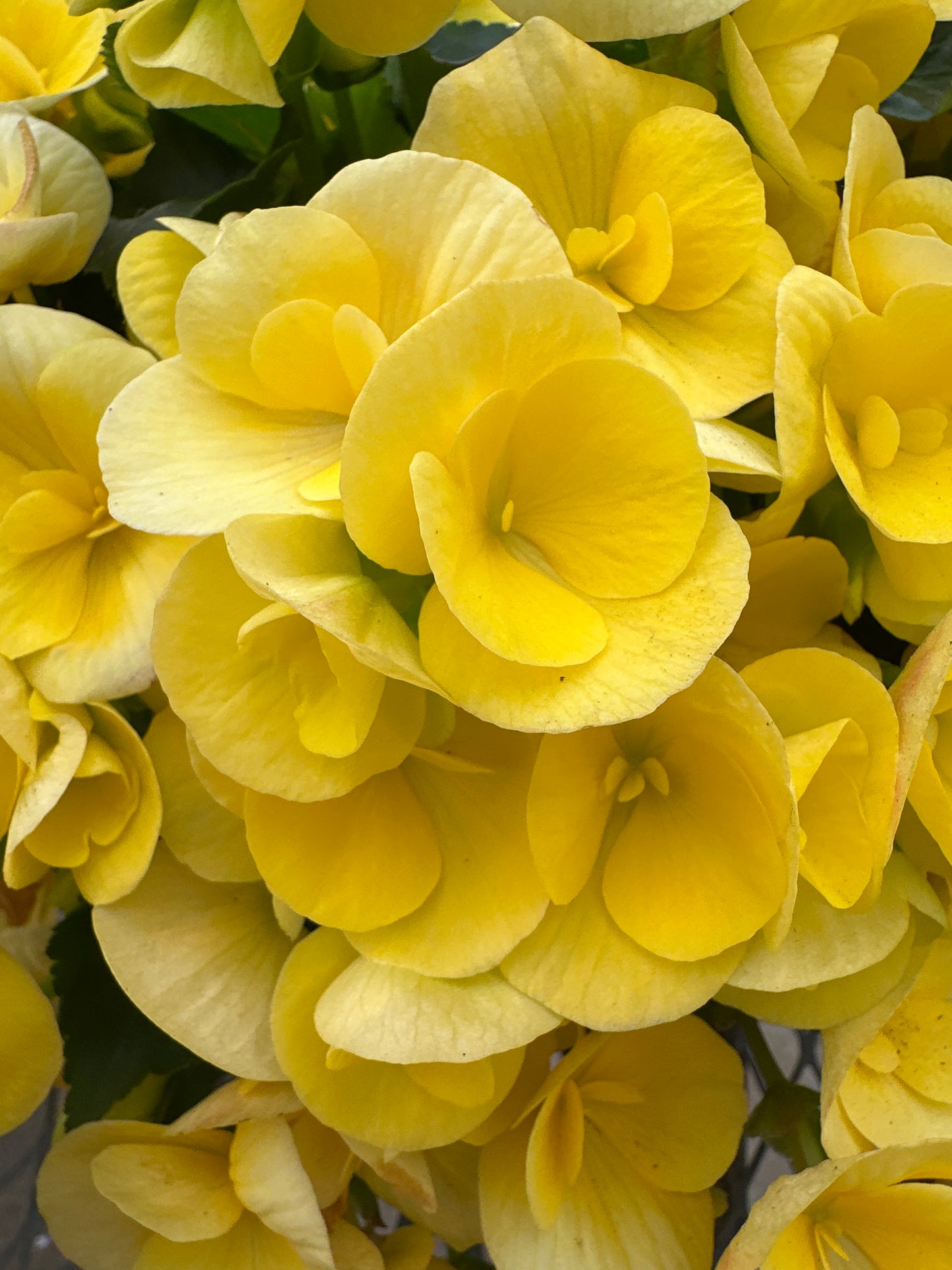 BEGONIA REIGER BLITZ - 10" HANGING BASKET