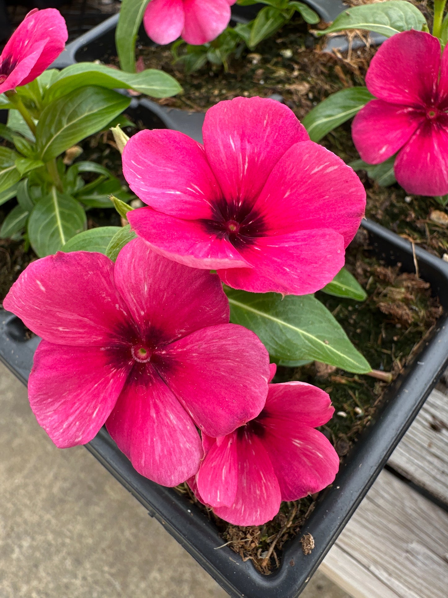 PERIWINKLE VINCA TATTOO RASPBERRY - JUMBO 6 PACK