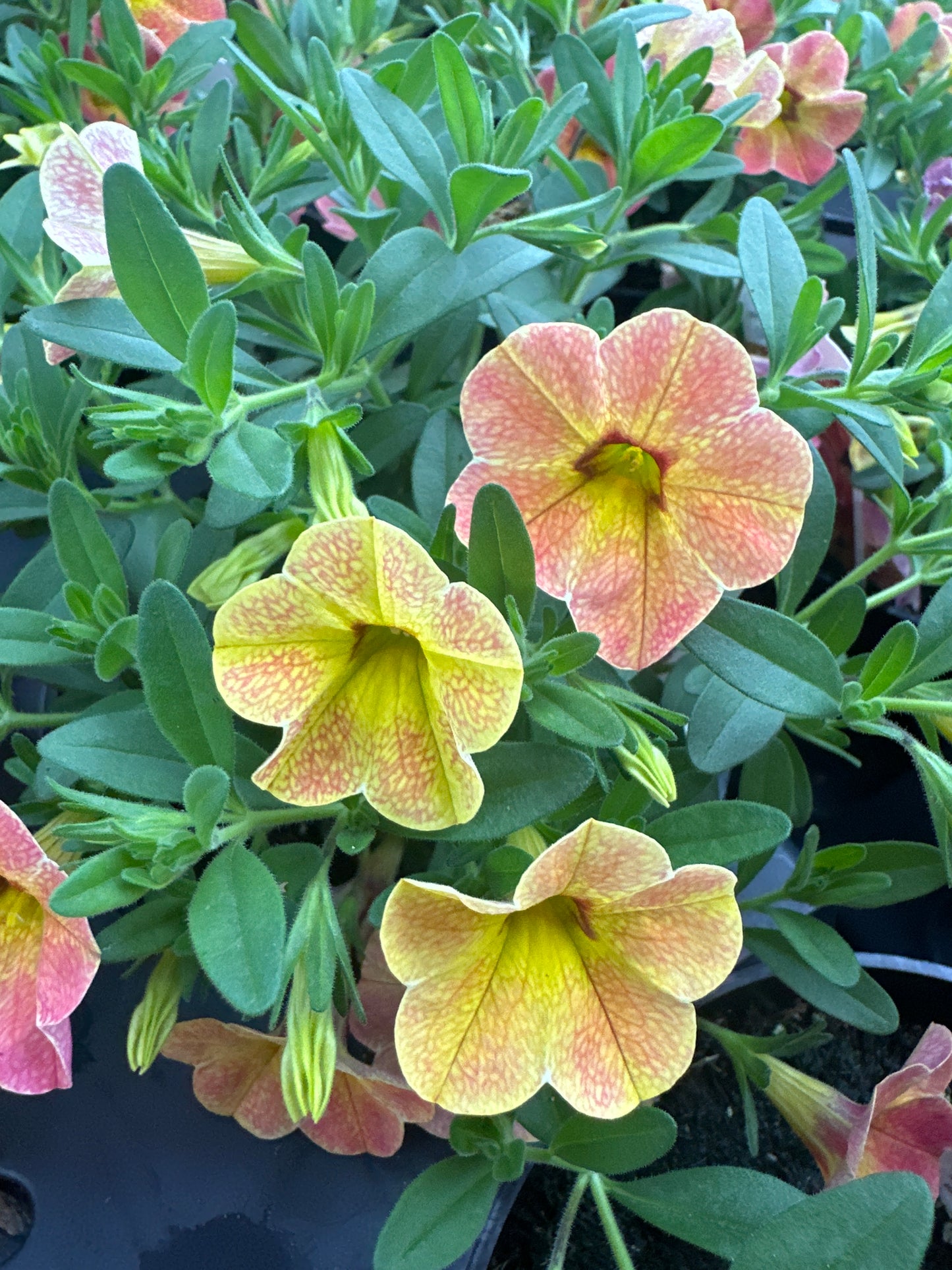 CALIBRACHOA CHA CHA DIVA APRICOT - 4" POT
