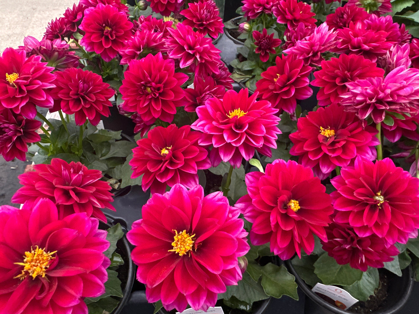 DAHLIA NOVATION RUBY - QUART POT