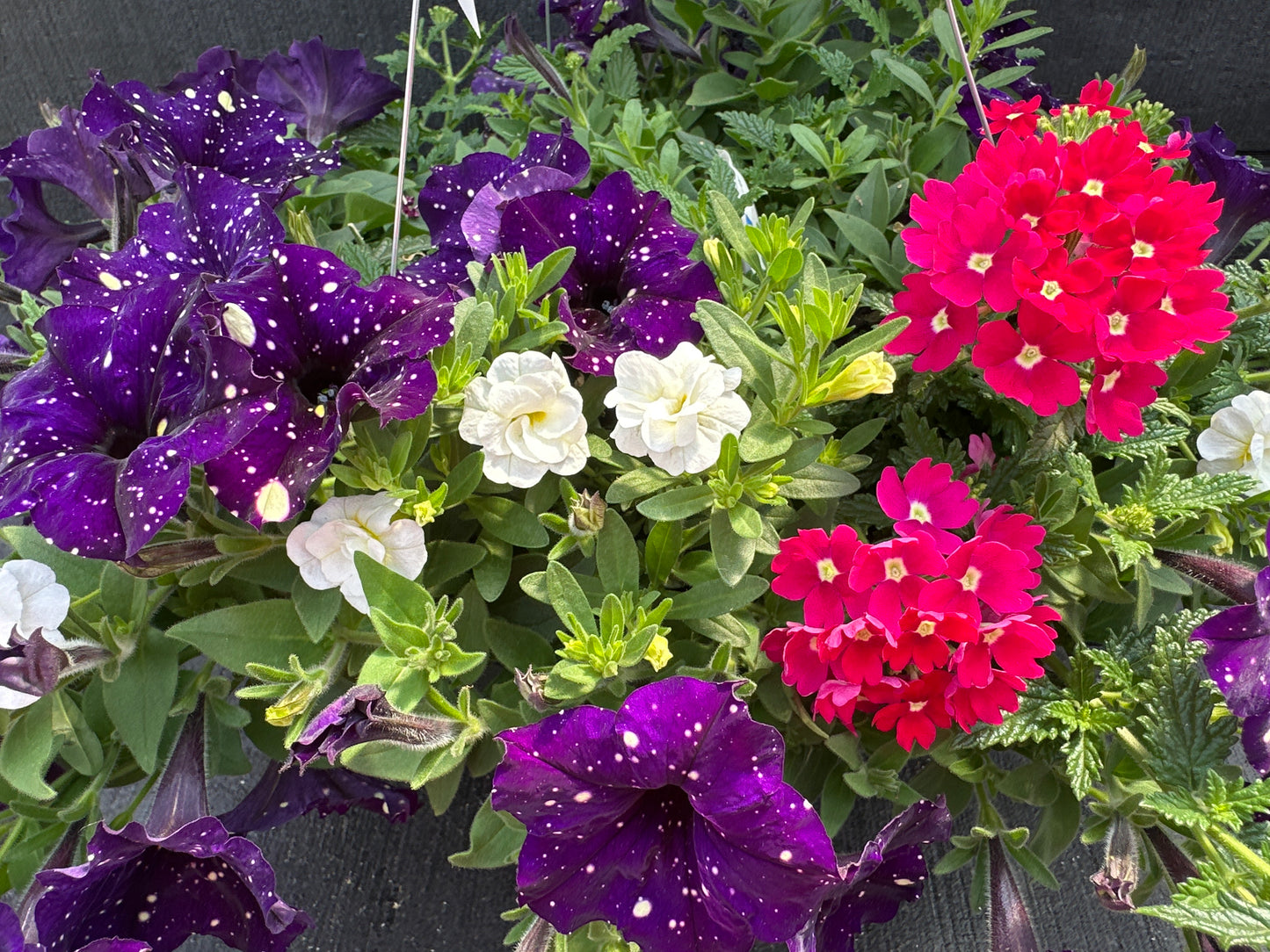 COMBO BERRY VIBES - 10'' HANGING BASKET