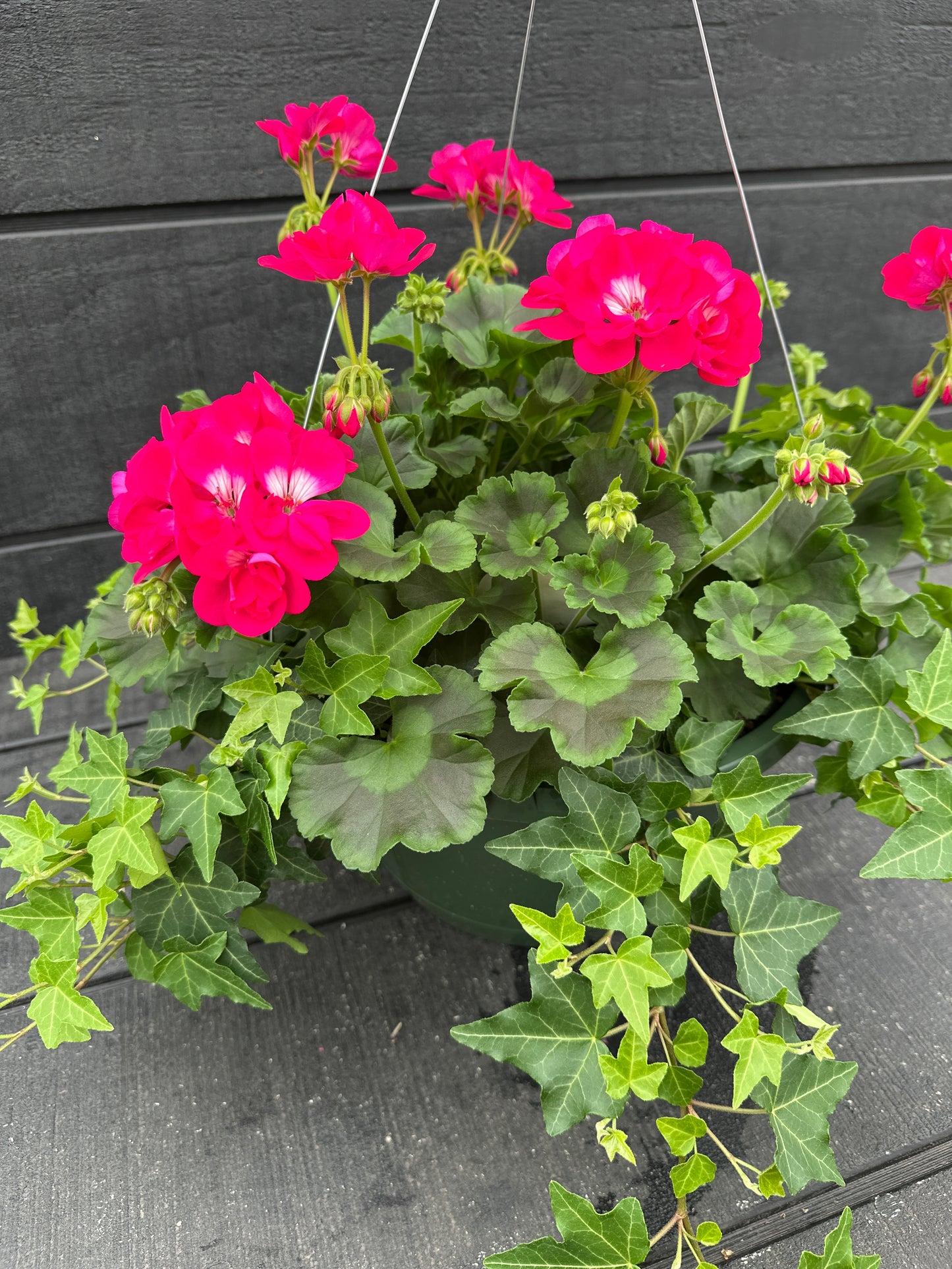 BASKET #44 - 10'' HANGING BASKET