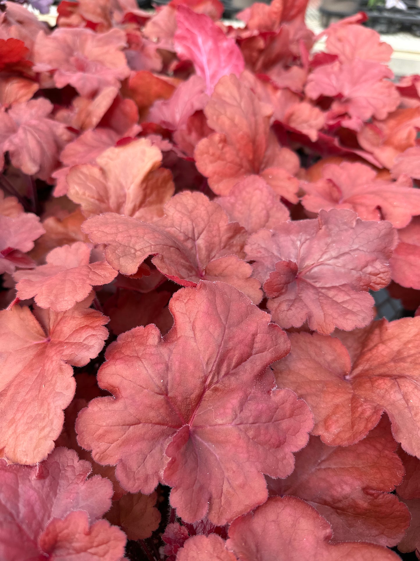 HEUCHERA FIRE ALARM - QUART POT