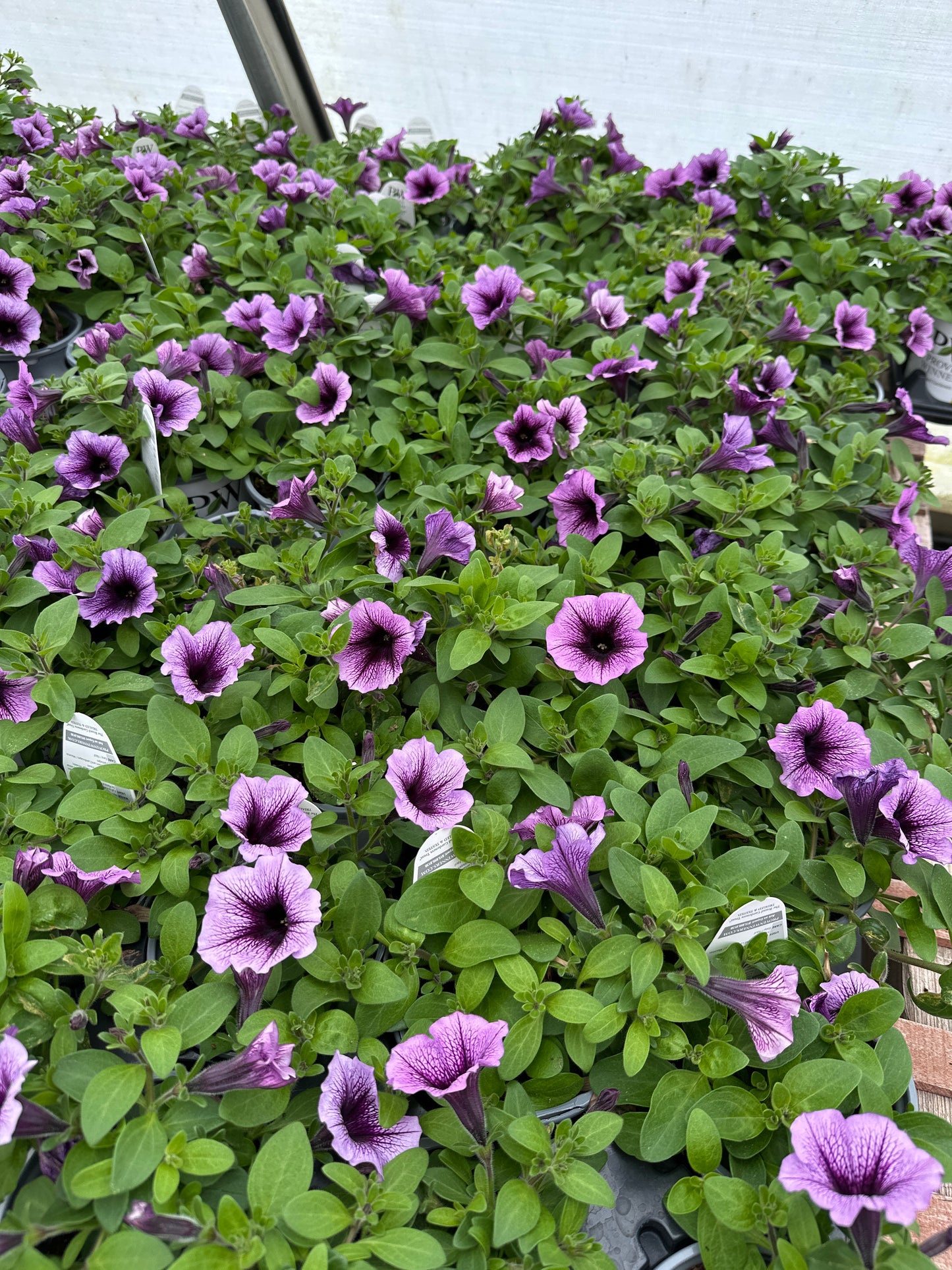 PETUNIA SUPERTUNIA BORDEAUX - QUART POT