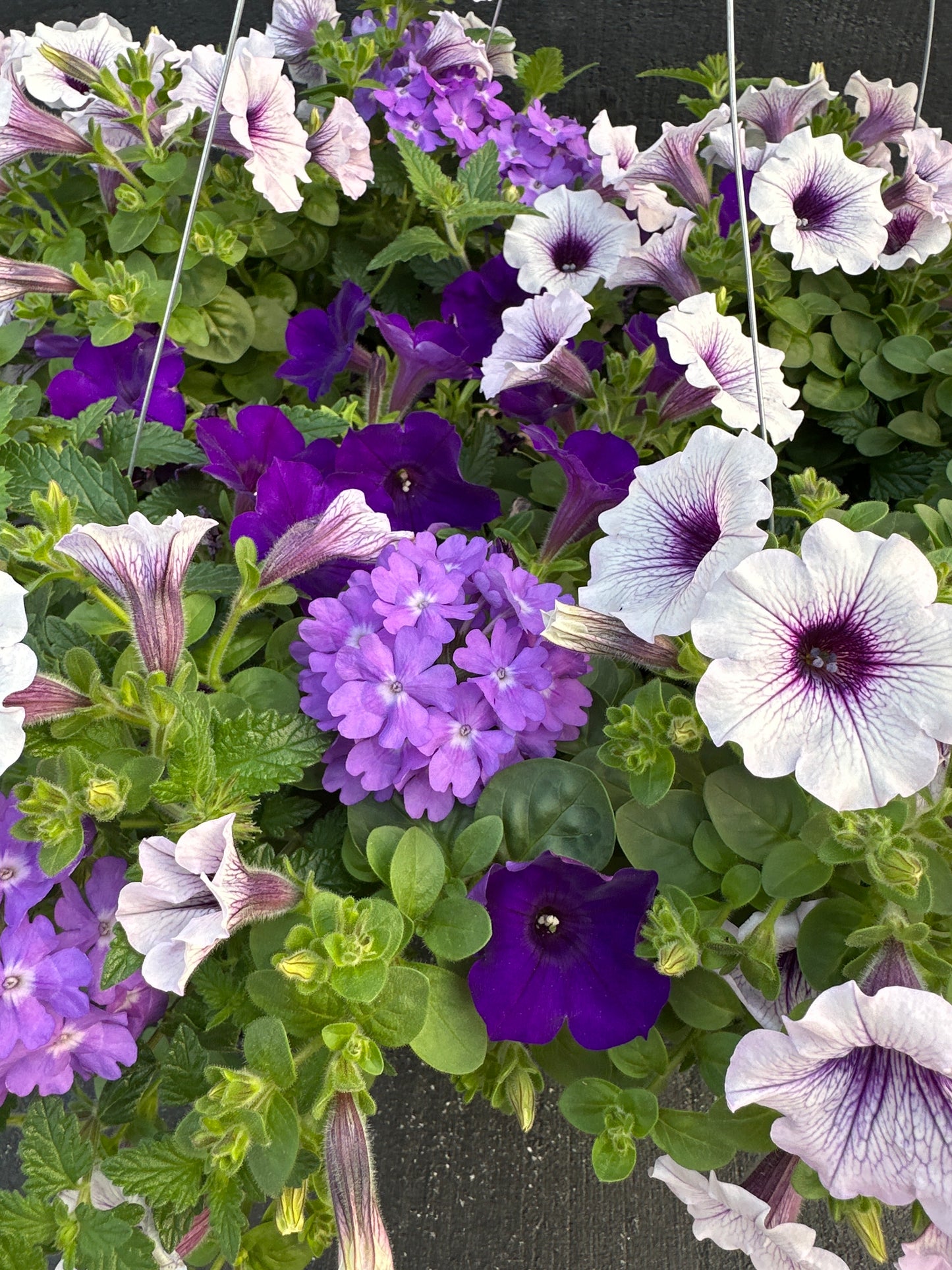 COMBO LILAC FESTIVAL - 12" HANGING BASKET