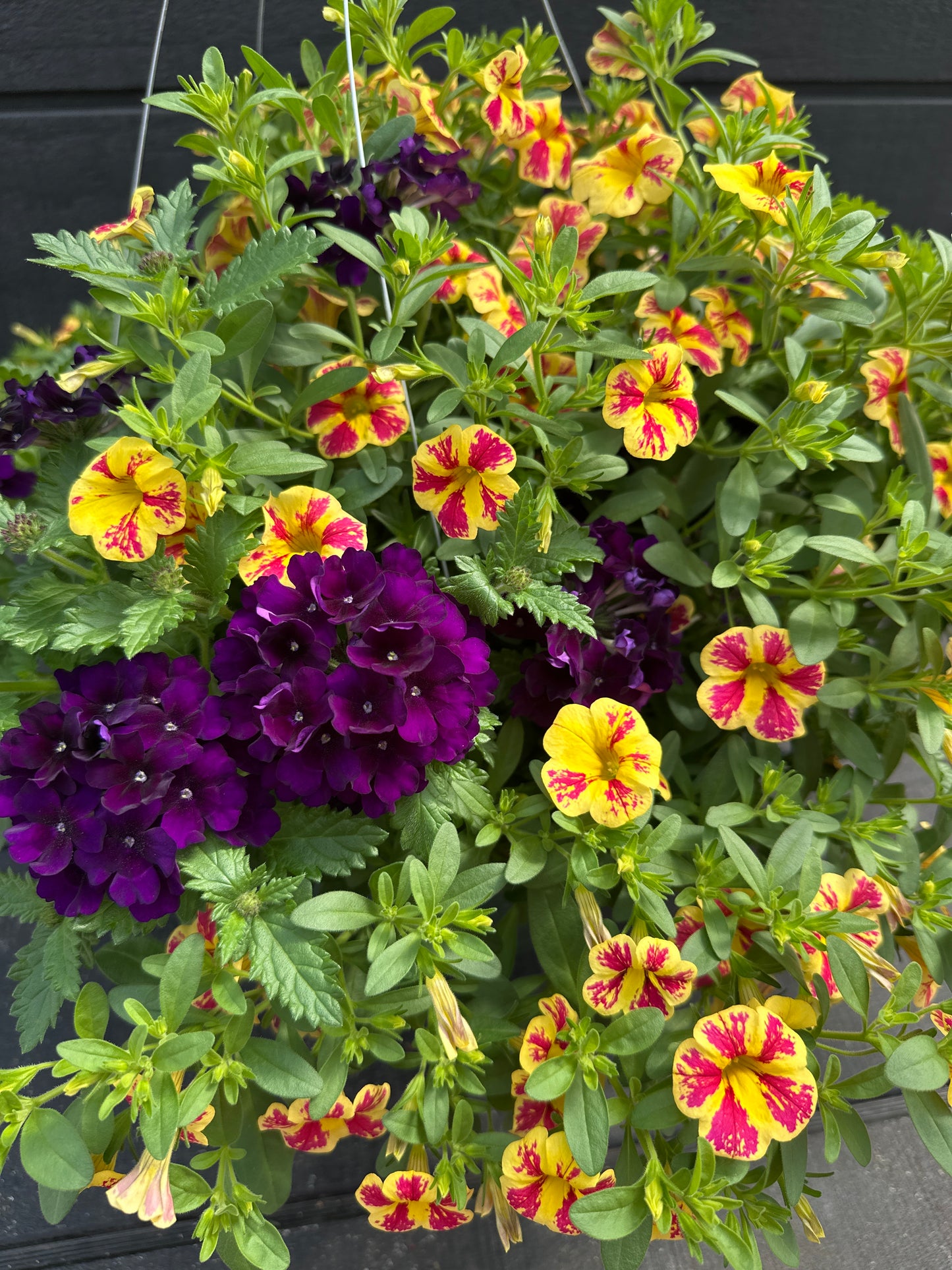BASKET #82 - 12'' HANGING BASKET