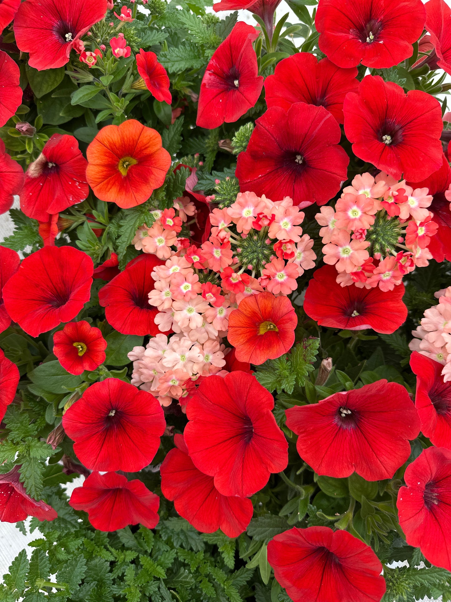 COMBO BEL AIR RED - 6" POT