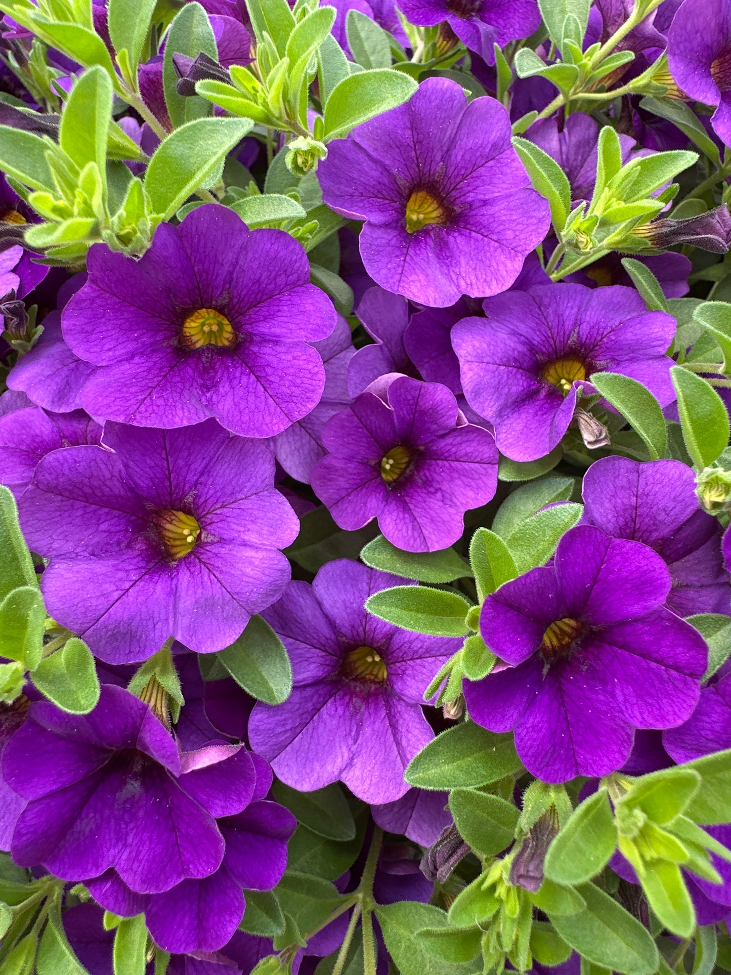 CALIBRACHOA CABARET DEEP BLUE - 10'' HANGING BASKET
