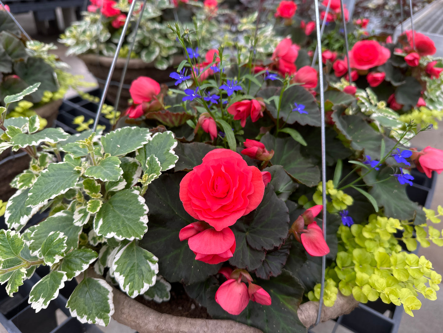 BASKET #1 - 16'' HANGING BASKET