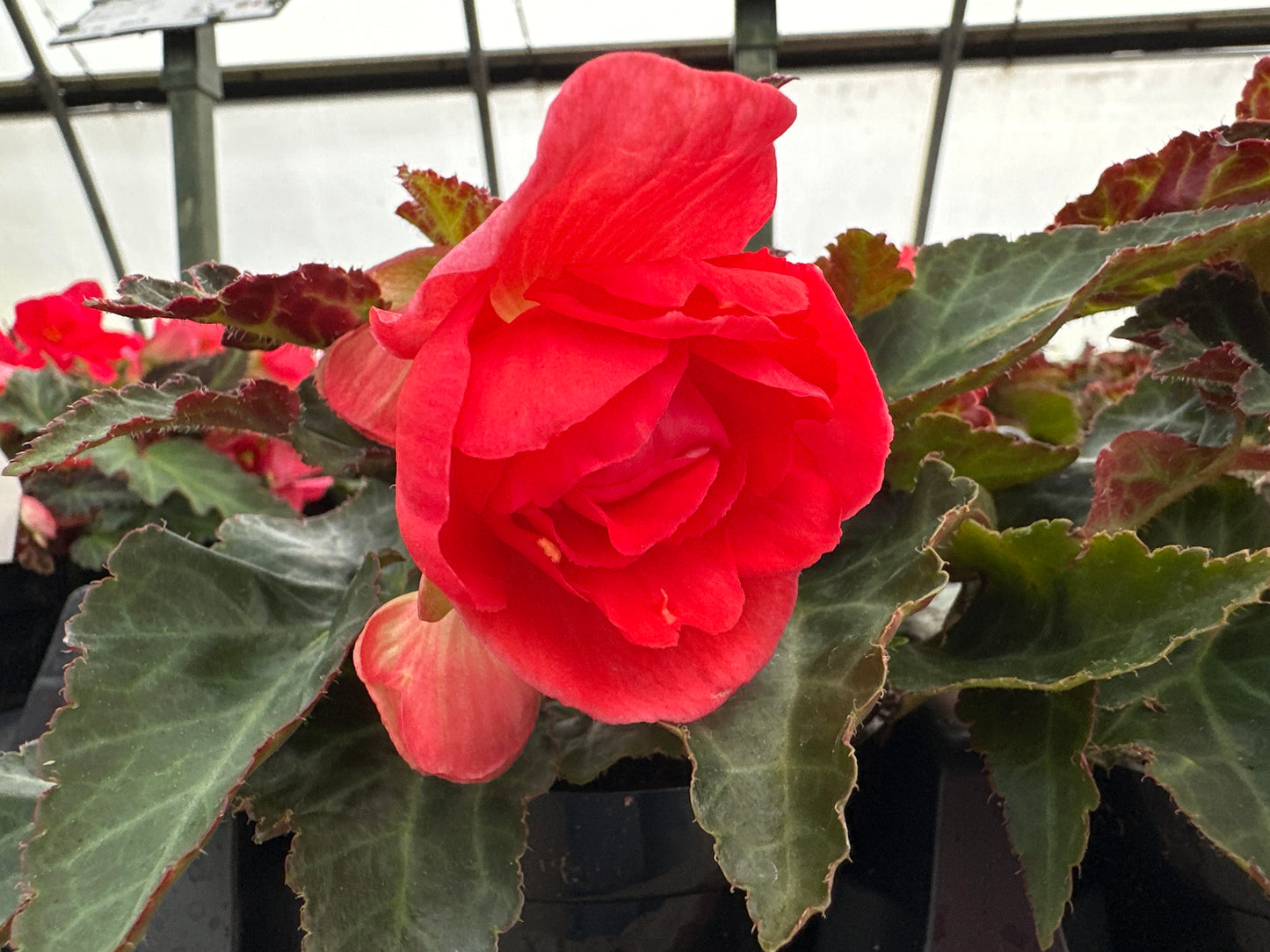 BEGONIA ICONIA MISS MALIBU - 4" POT