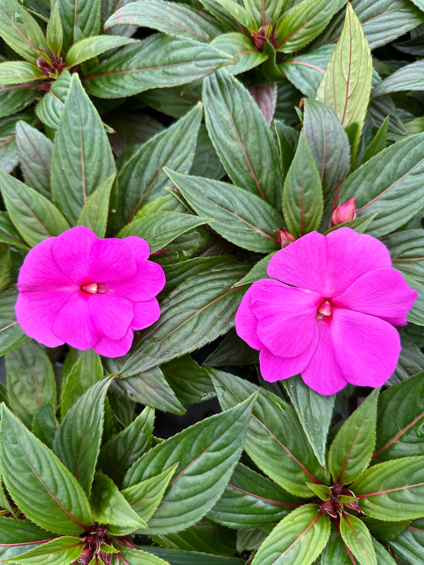 IMPATIENS SONIC AMETHYST - 4" POT